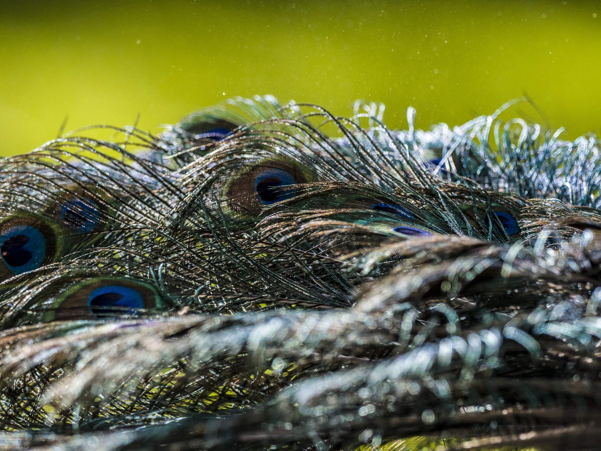 Olympus OM-D E-M1 Mark II + OLYMPUS M.300mm F4.0 sample photo. Feathers photography