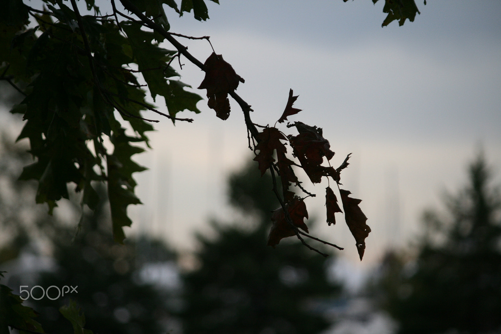 Canon EF-S 55-250mm F4-5.6 IS sample photo. Leaves on the tree photography