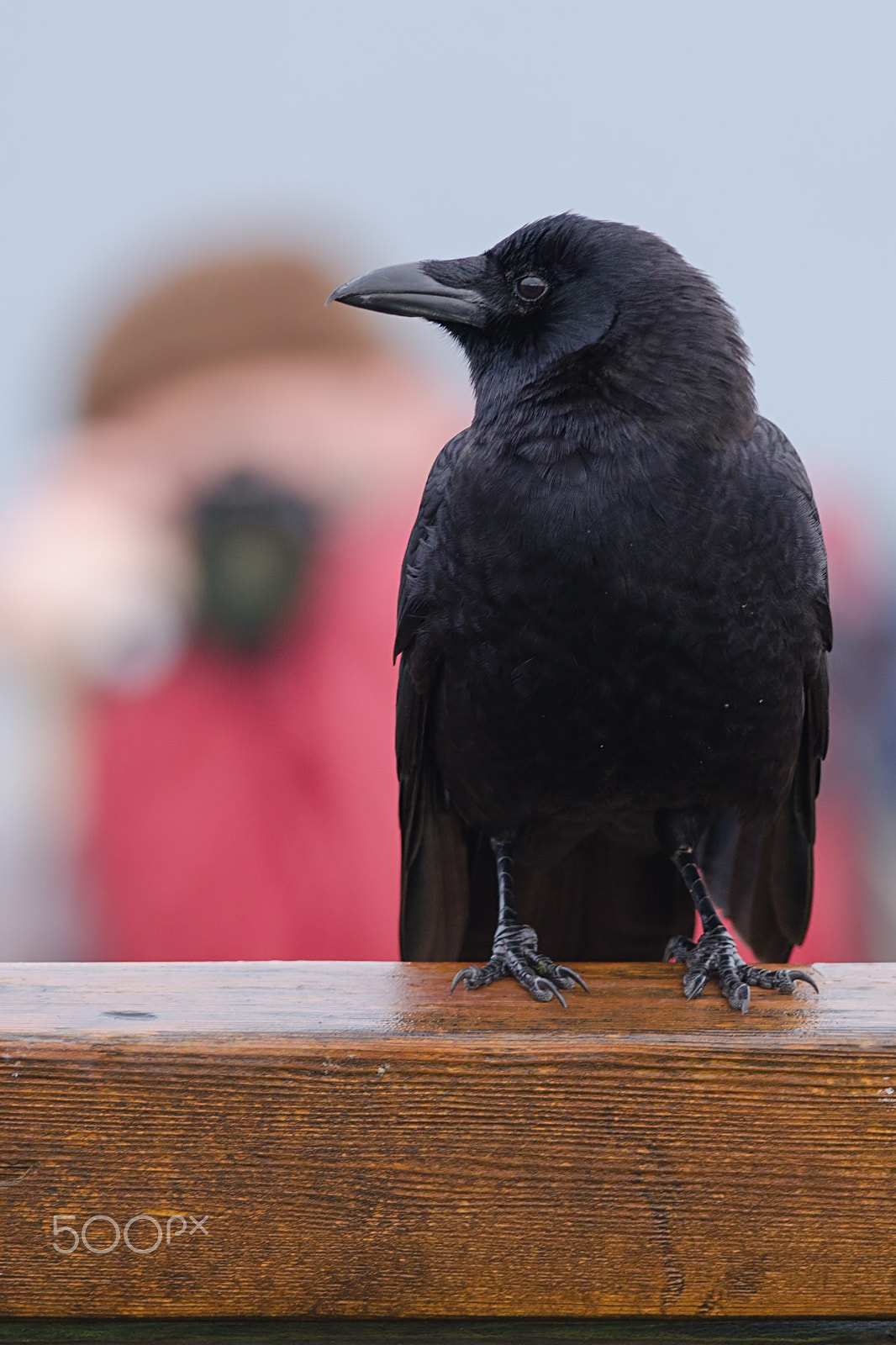 Nikon D7000 + Nikon AF-S Nikkor 300mm F4D ED-IF sample photo. Crow photographer photography
