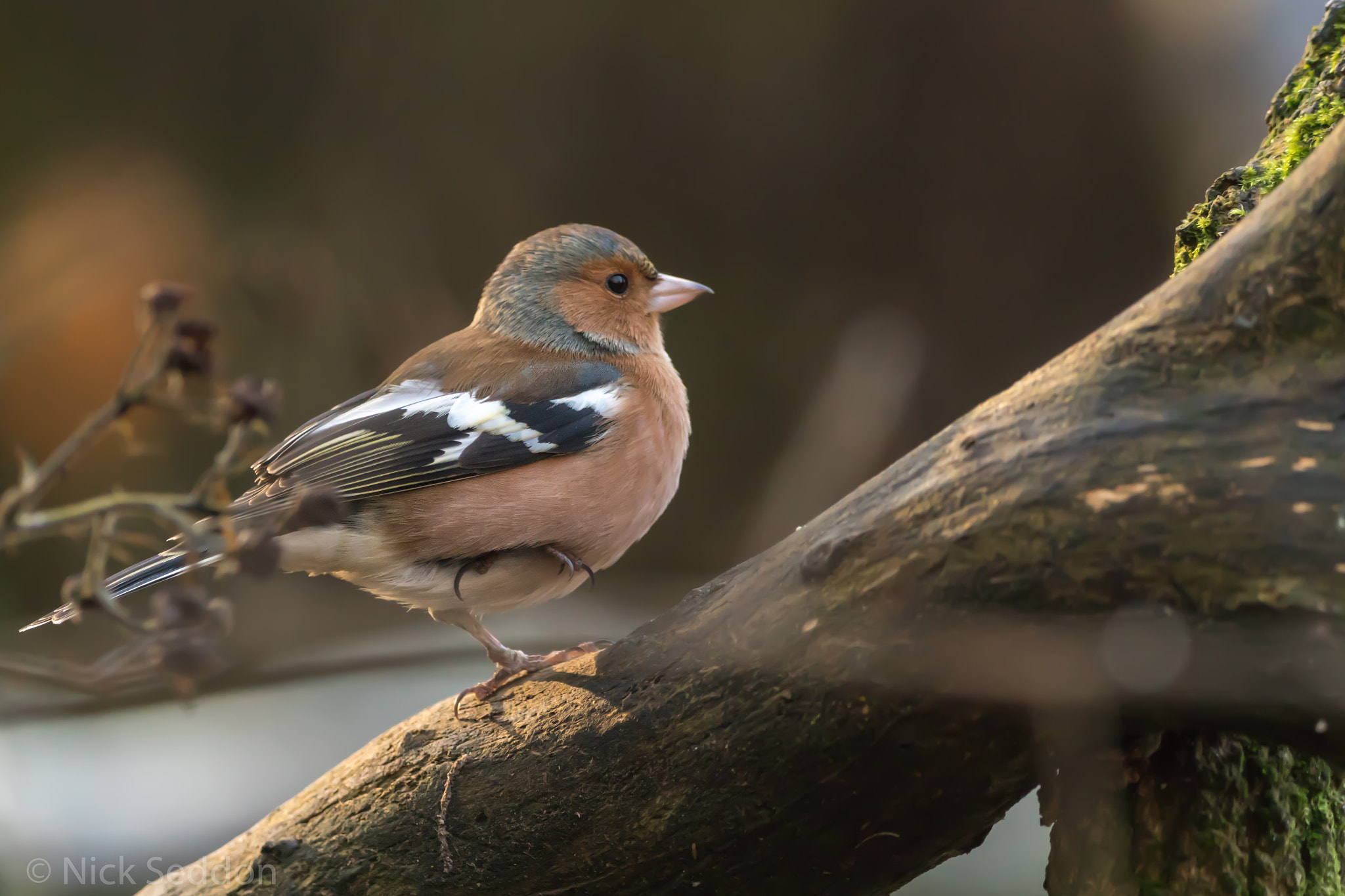 150-600mm F5-6.3 DG OS HSM | Contemporary 015 sample photo. Various birds at pennington flash winter 2016 photography