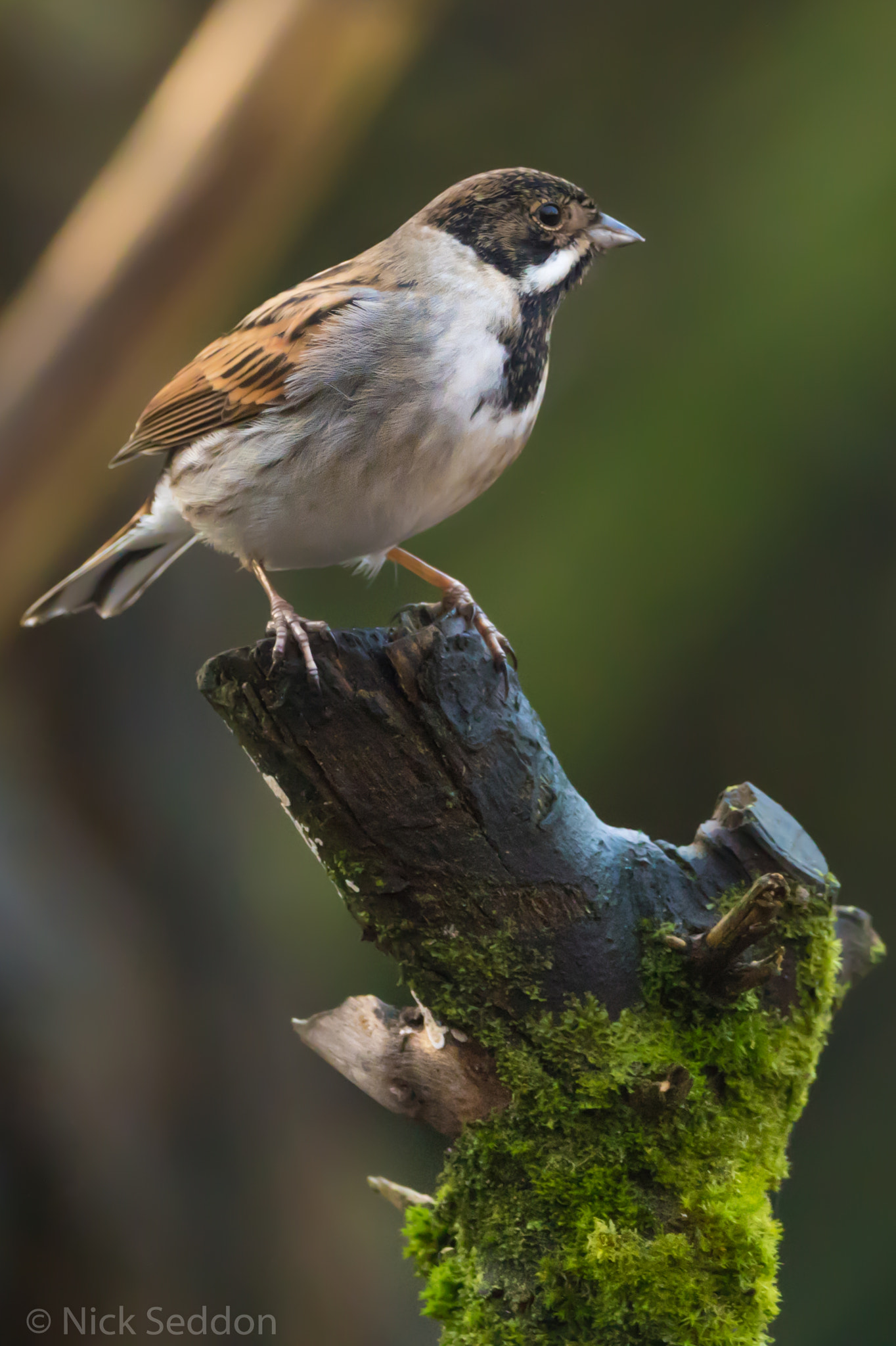 150-600mm F5-6.3 DG OS HSM | Contemporary 015 sample photo. Various birds at pennington flash winter 2016 photography