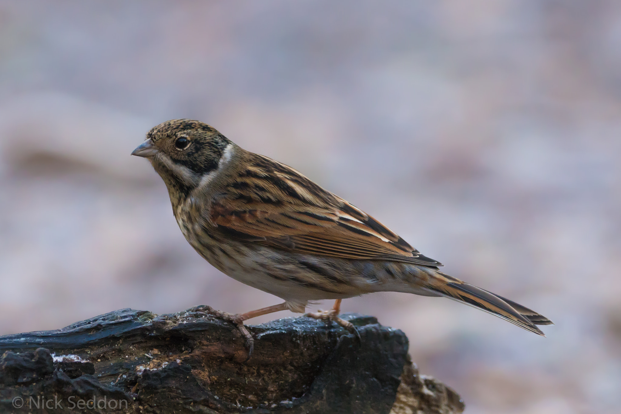150-600mm F5-6.3 DG OS HSM | Contemporary 015 sample photo. Various birds at pennington flash winter 2016 photography