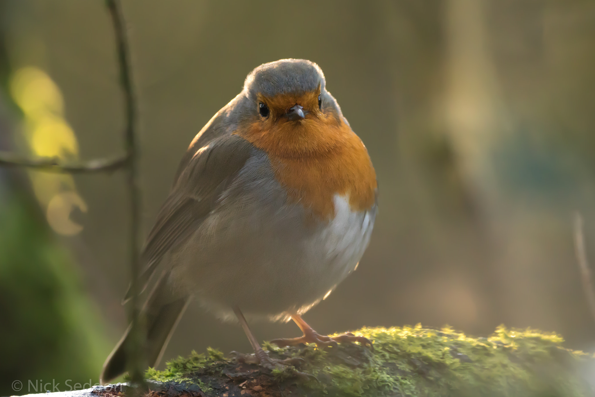 150-600mm F5-6.3 DG OS HSM | Contemporary 015 sample photo. Various birds at pennington flash winter 2016 photography