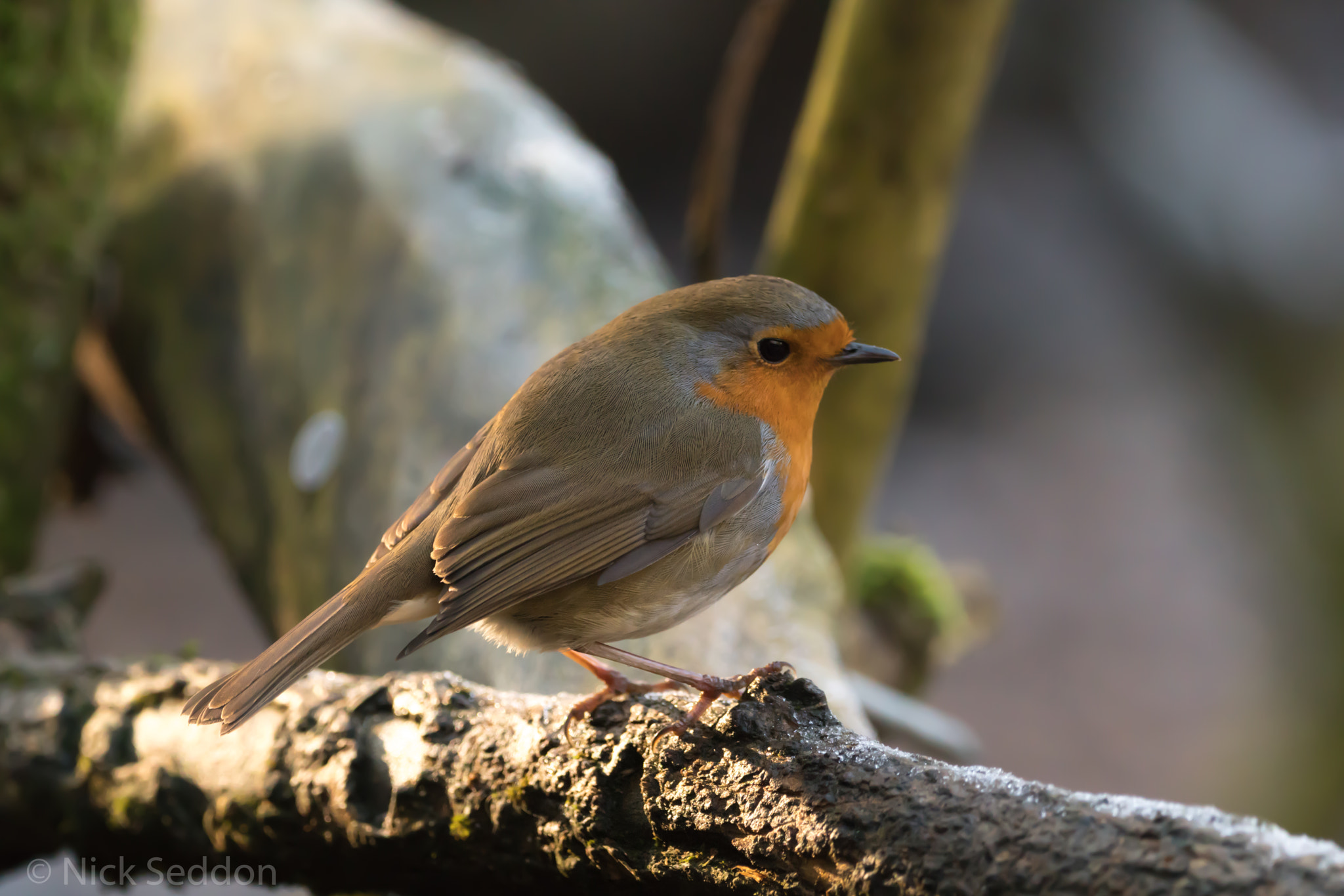 150-600mm F5-6.3 DG OS HSM | Contemporary 015 sample photo. Various birds at pennington flash winter 2016 photography
