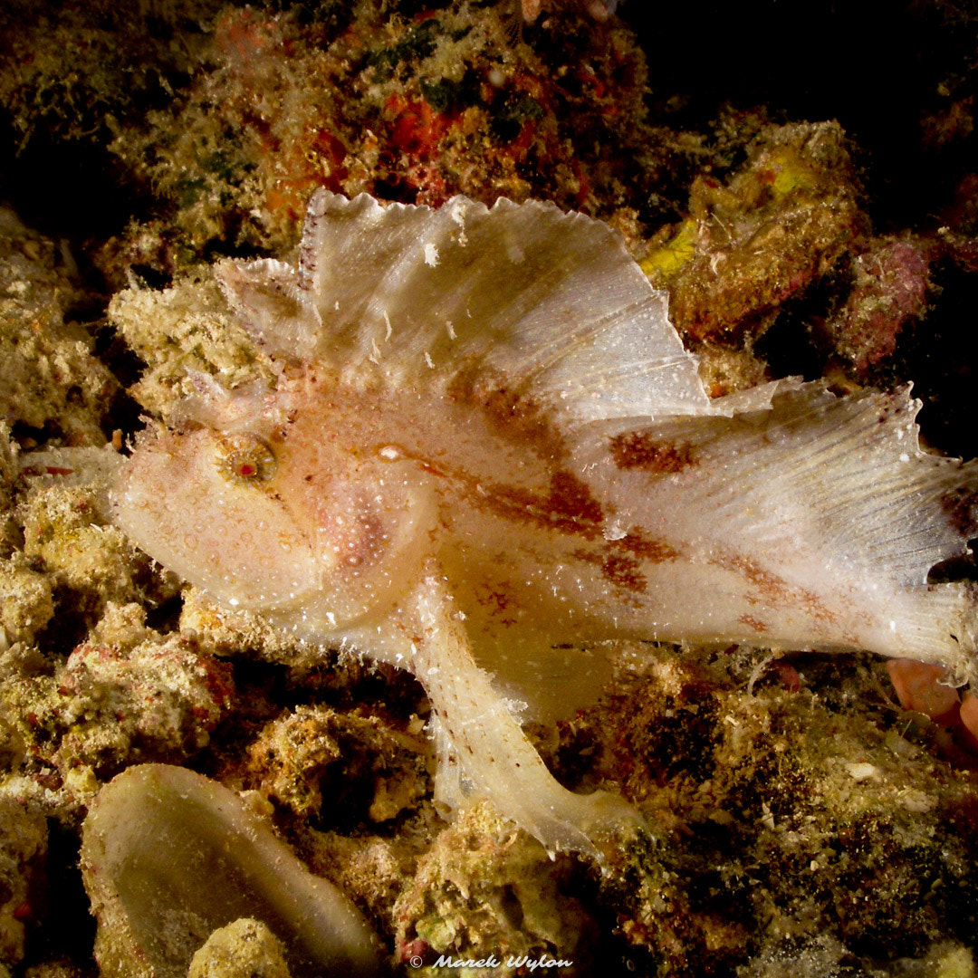 Olympus C7070WZ sample photo. Leaf scorpionfish | mabul sipadan | 2007.06.25 photography