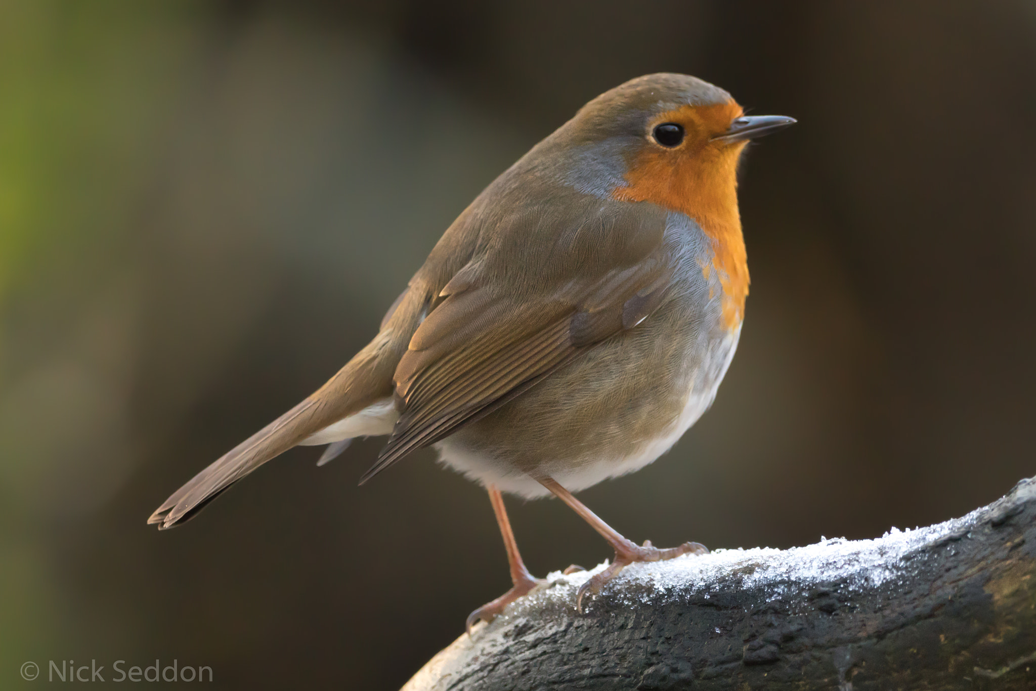 150-600mm F5-6.3 DG OS HSM | Contemporary 015 sample photo. Various birds at pennington flash winter 2016 photography