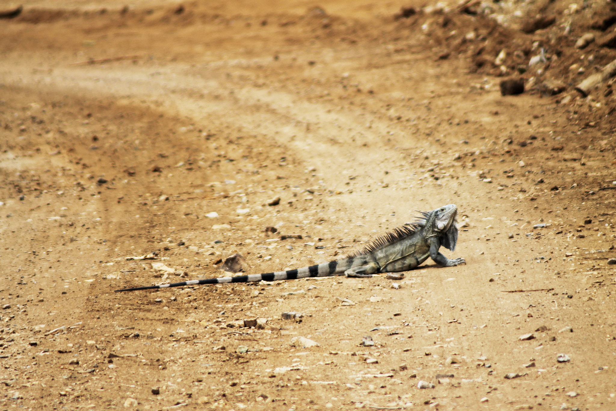 Canon EOS 1100D (EOS Rebel T3 / EOS Kiss X50) + Canon EF 80-200mm F4.5-5.6 II sample photo. Long iguana on the road photography