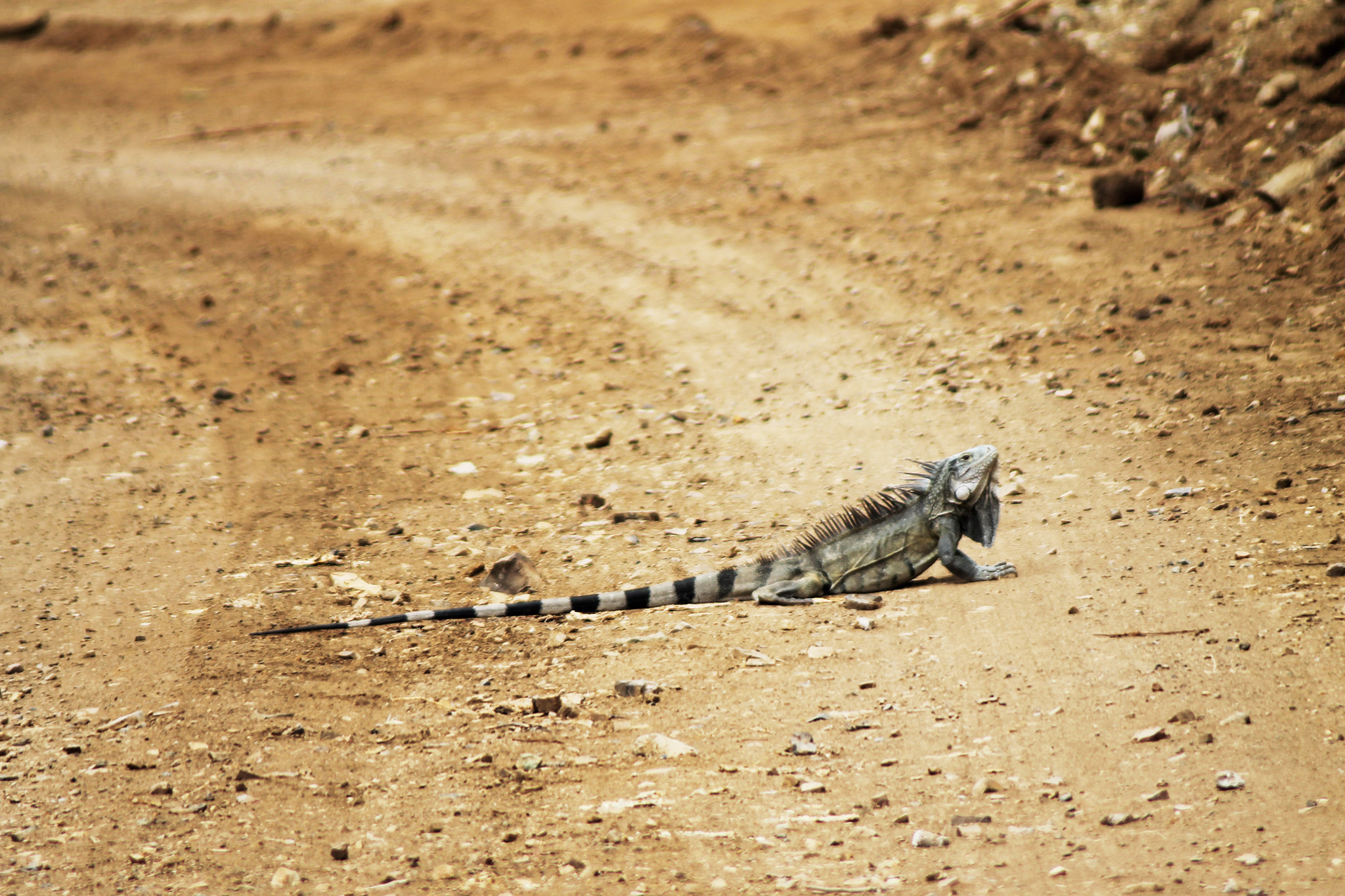 Canon EF 80-200mm F4.5-5.6 II sample photo. Long iguana on the road photography