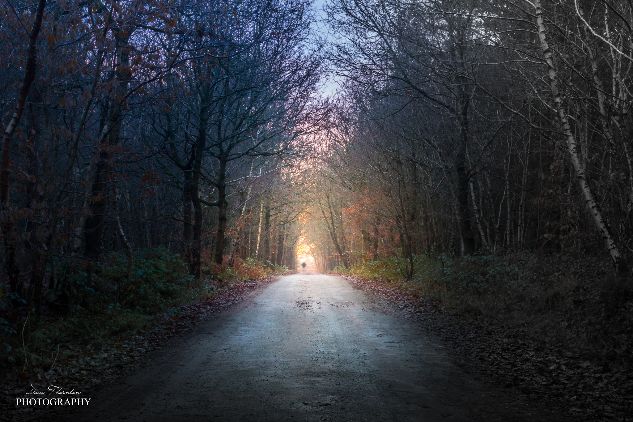 Canon EF 16-35mm F2.8L II USM sample photo. Woodland wonder photography