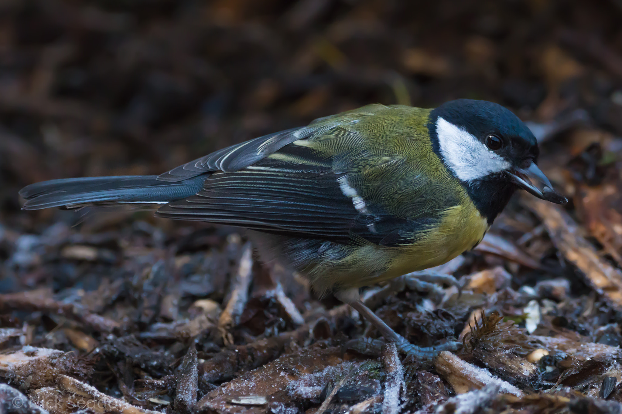 150-600mm F5-6.3 DG OS HSM | Contemporary 015 sample photo. Various birds at pennington flash winter 2016 photography