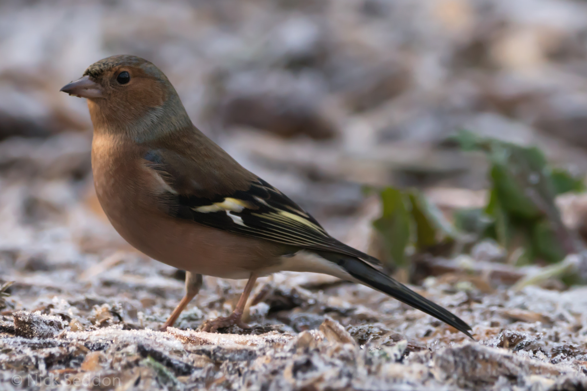 150-600mm F5-6.3 DG OS HSM | Contemporary 015 sample photo. Various birds at pennington flash winter 2016 photography