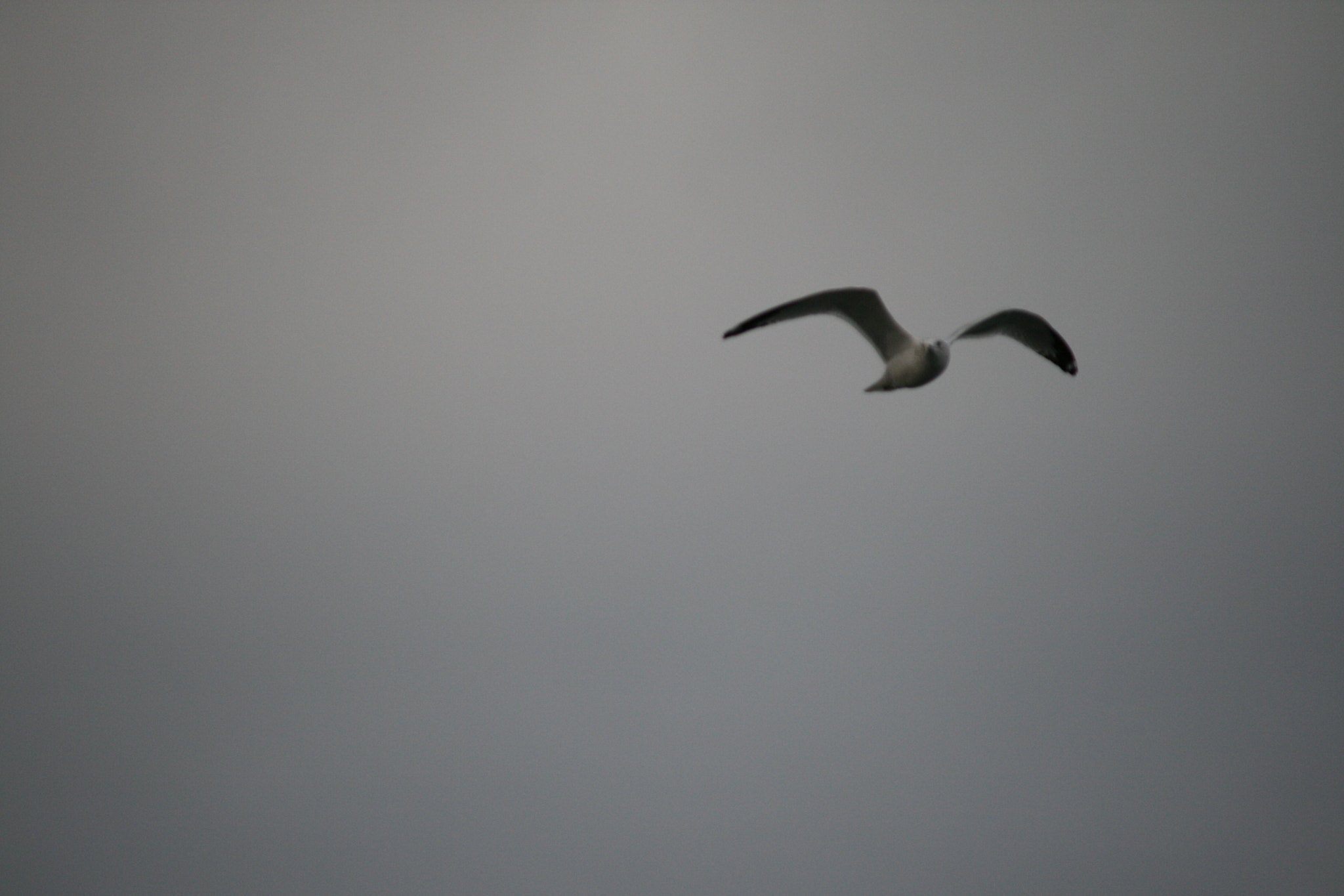 Canon EF-S 55-250mm F4-5.6 IS sample photo. Alone bird photography