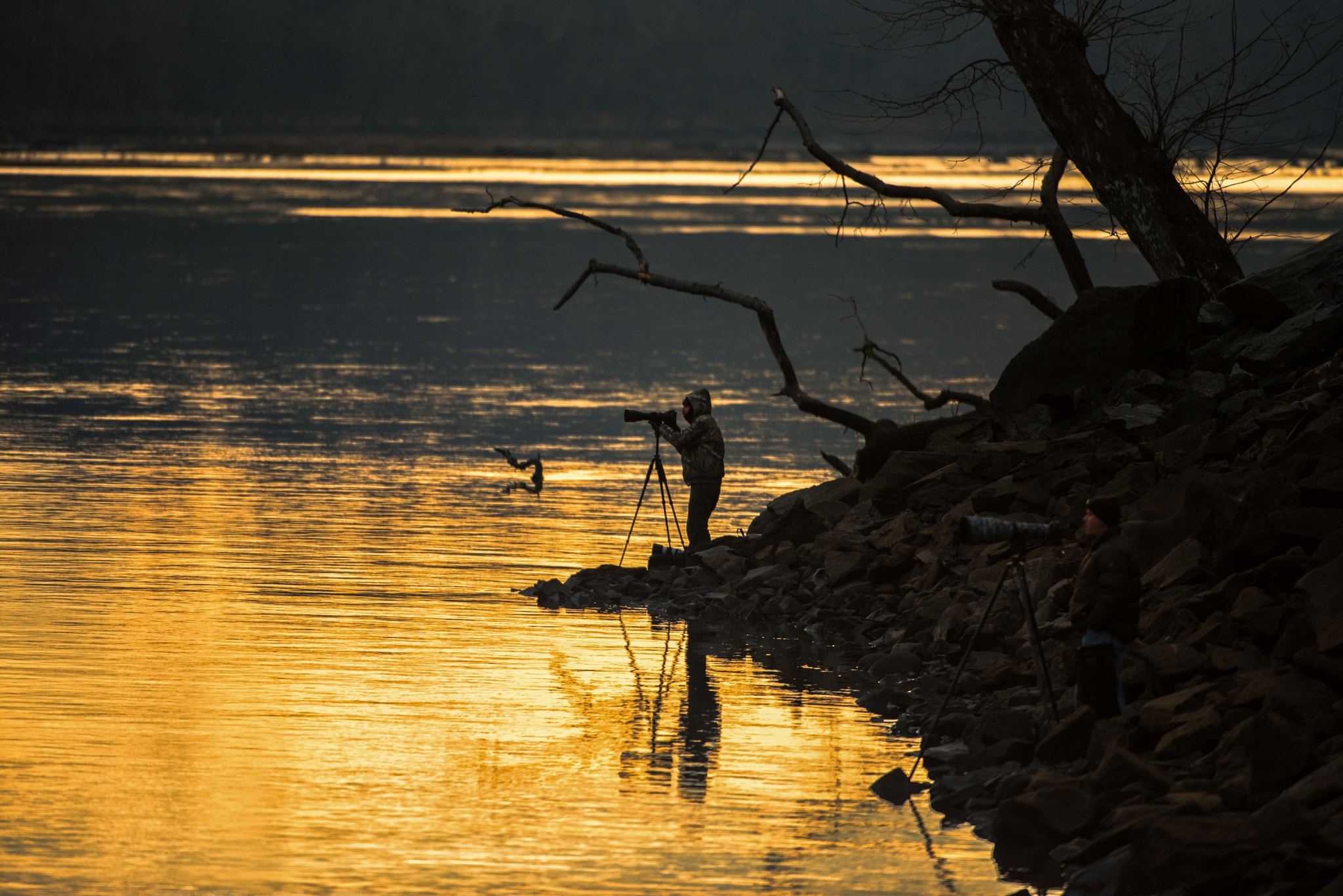 Nikon AF-S Nikkor 200-400mm F4G ED-IF VR sample photo. River of gold photography