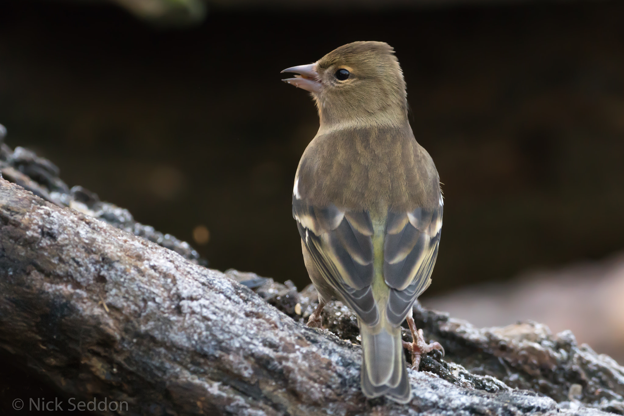 150-600mm F5-6.3 DG OS HSM | Contemporary 015 sample photo. Various birds at pennington flash winter 2016 photography