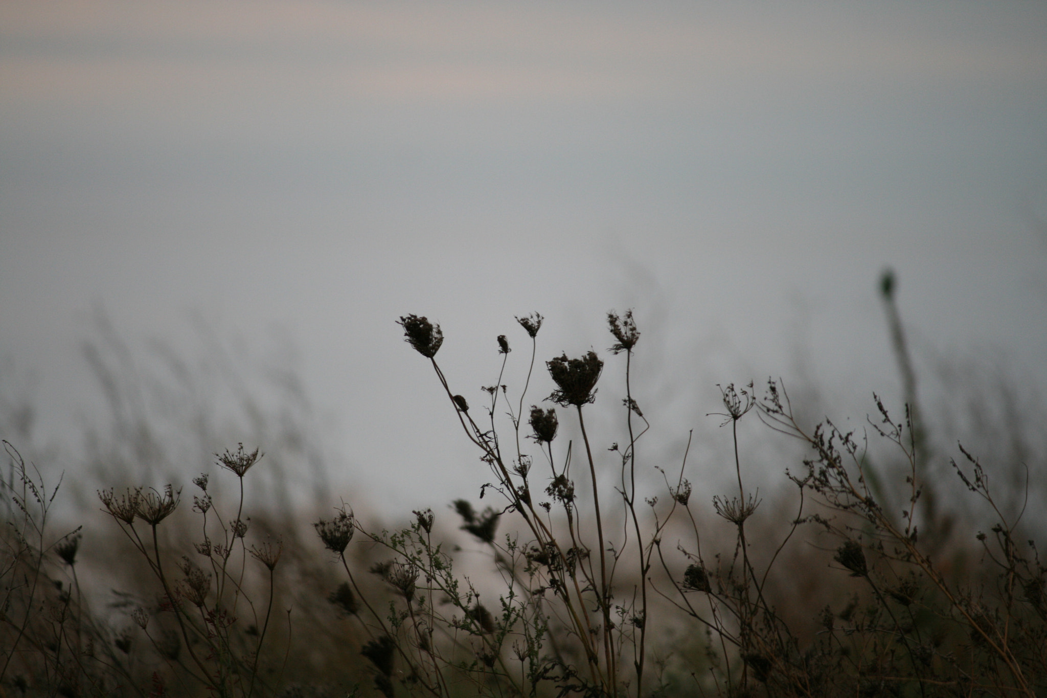 Canon EF-S 55-250mm F4-5.6 IS sample photo. Weeds photography