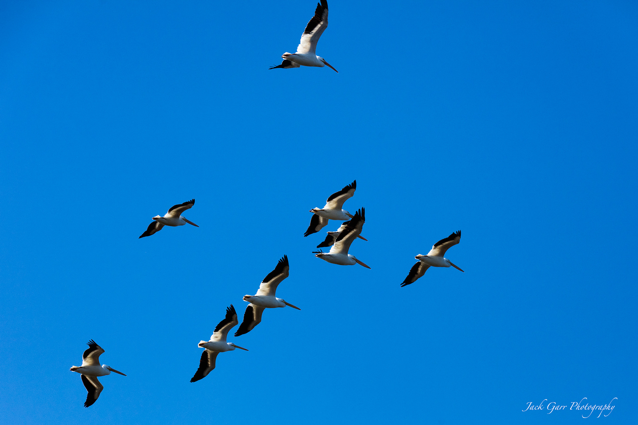 150-600mm F5-6.3 DG OS HSM | Sports 014 sample photo. White pelicans in flight photography
