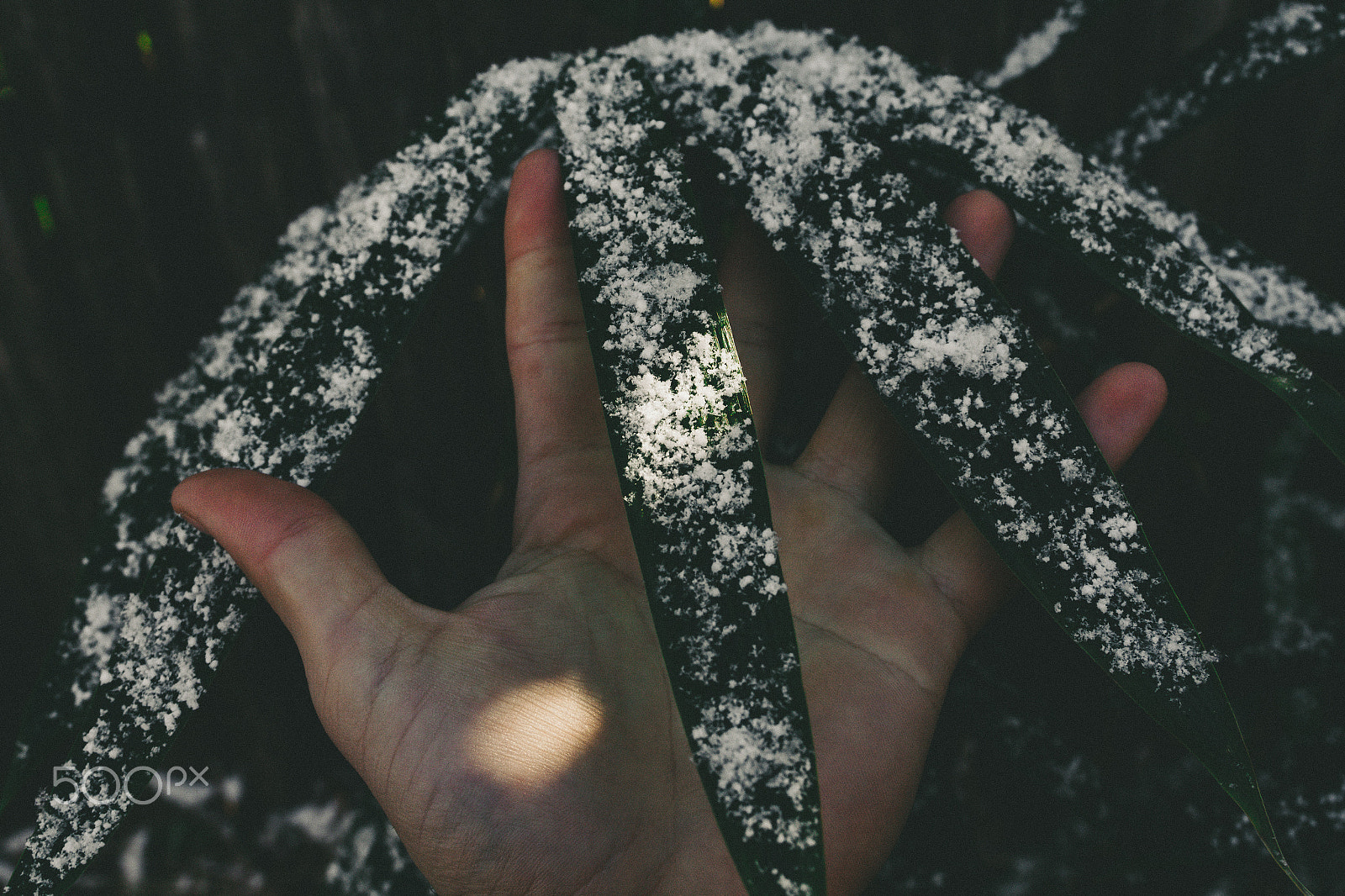 Canon EOS 650D (EOS Rebel T4i / EOS Kiss X6i) sample photo. Reaching for warmth photography