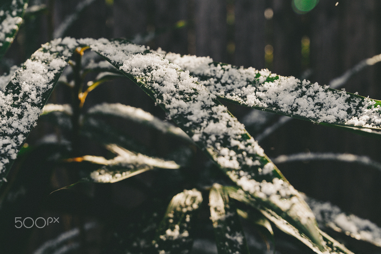 Canon EOS 650D (EOS Rebel T4i / EOS Kiss X6i) sample photo. First snow photography