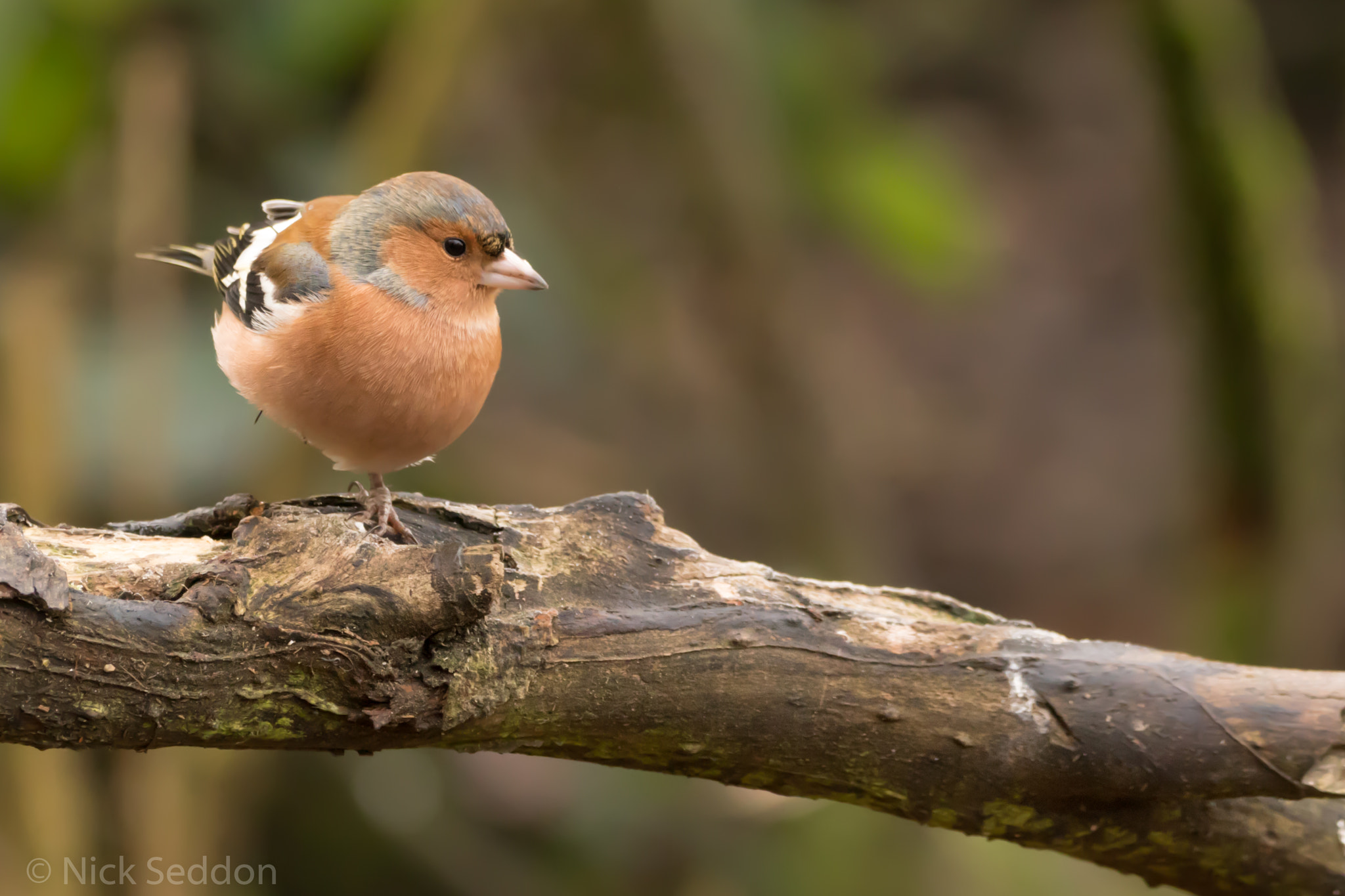 150-600mm F5-6.3 DG OS HSM | Contemporary 015 sample photo. Various birds at pennington flash winter 2016 photography