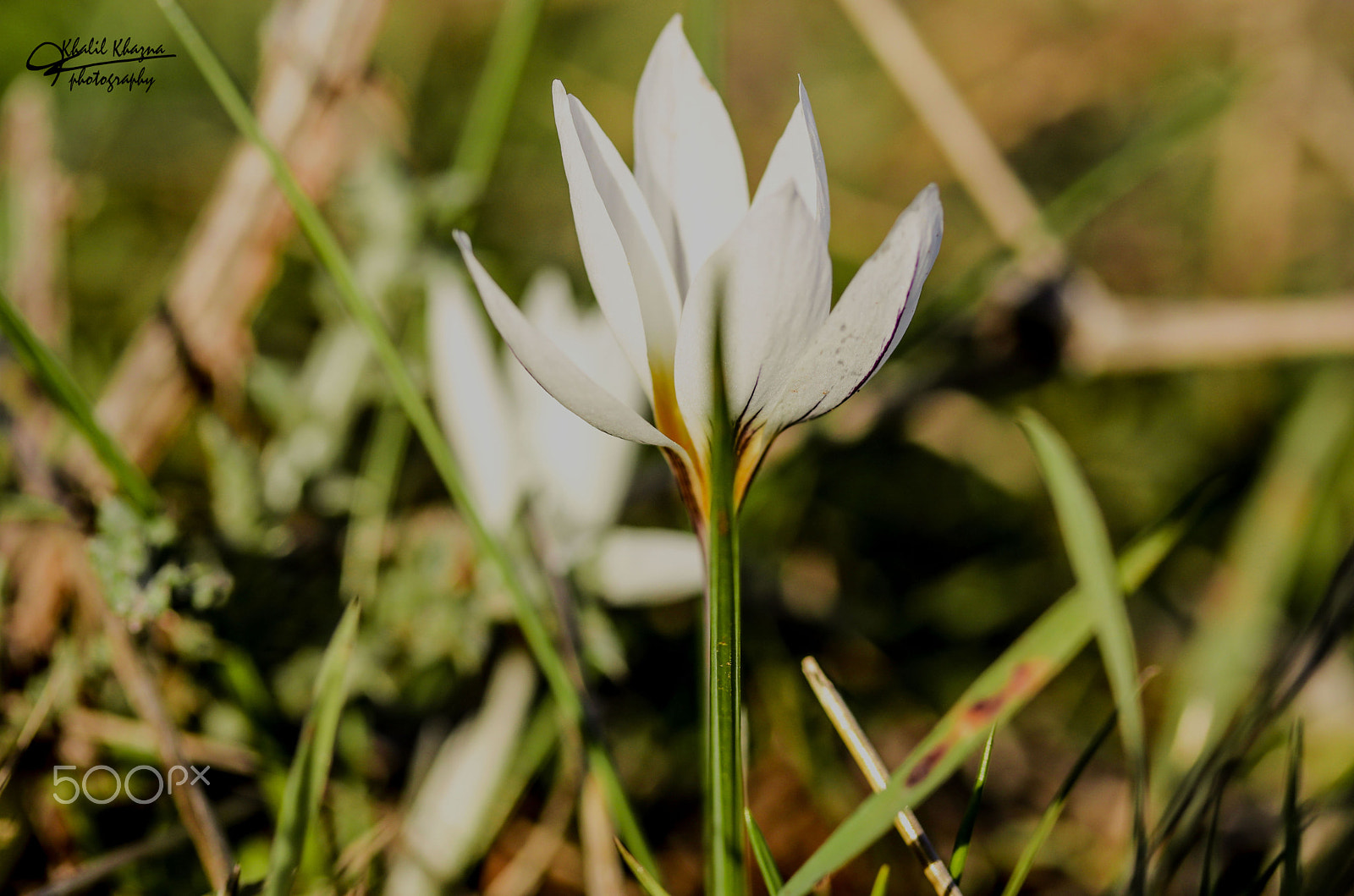 Canon EF-S 60mm F2.8 Macro USM sample photo. Img photography