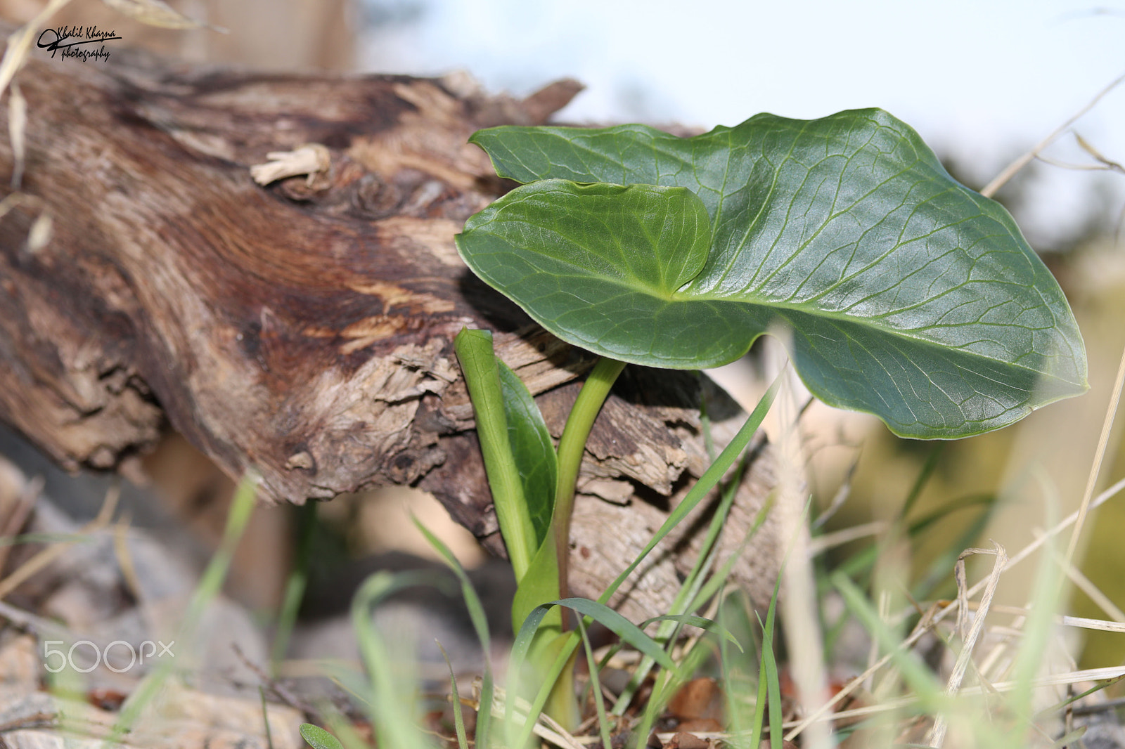 Canon EF-S 60mm F2.8 Macro USM sample photo. Img photography