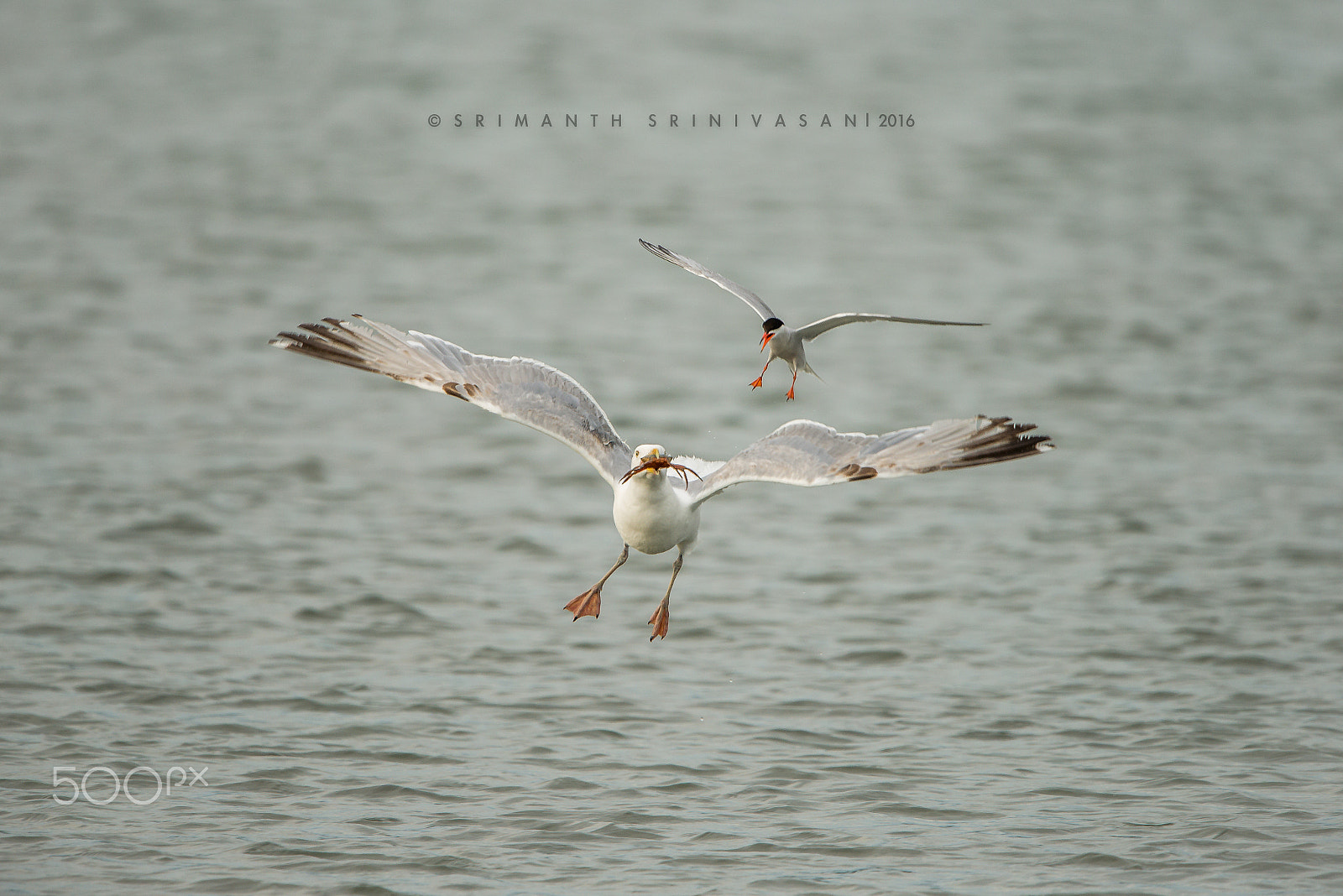 Nikon AF-S Nikkor 600mm F4G ED VR sample photo. Size doesn't matter photography