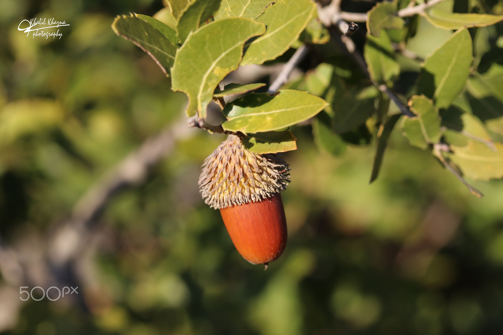 Canon EF-S 60mm F2.8 Macro USM sample photo. Img photography