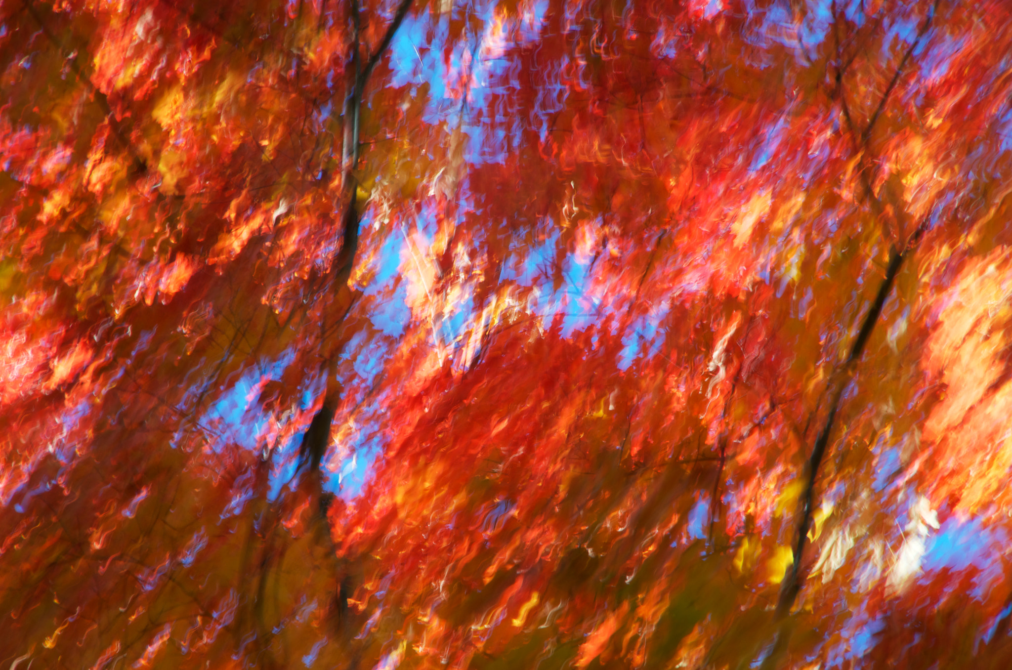 Pentax K-5 II sample photo. October burns red (2016) photography