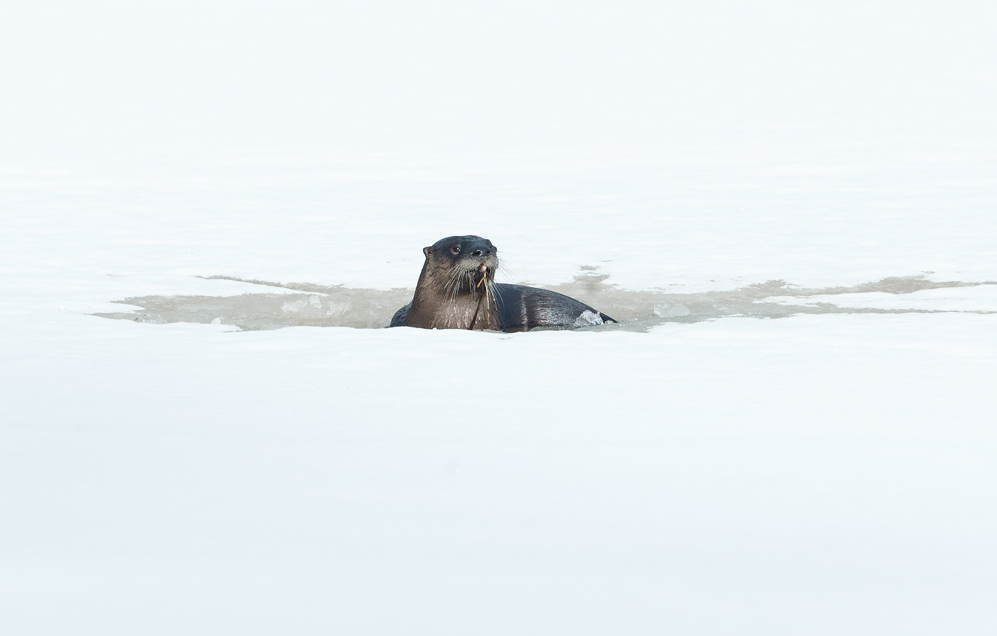 Canon EF 500mm F4L IS USM sample photo. Otter photography
