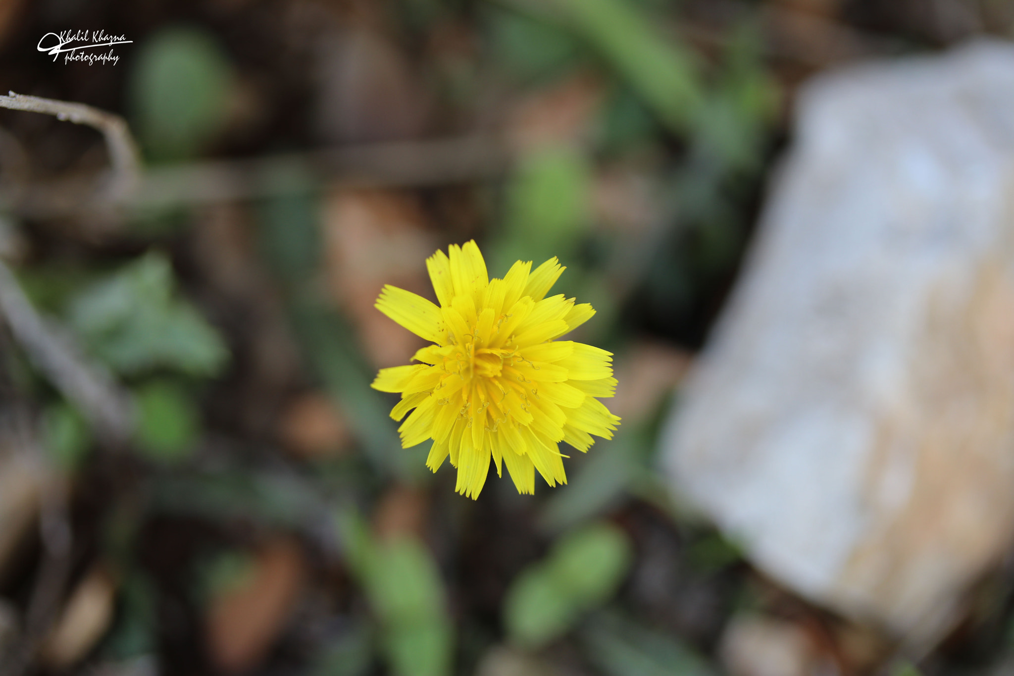 Canon EF-S 60mm F2.8 Macro USM sample photo. Img photography
