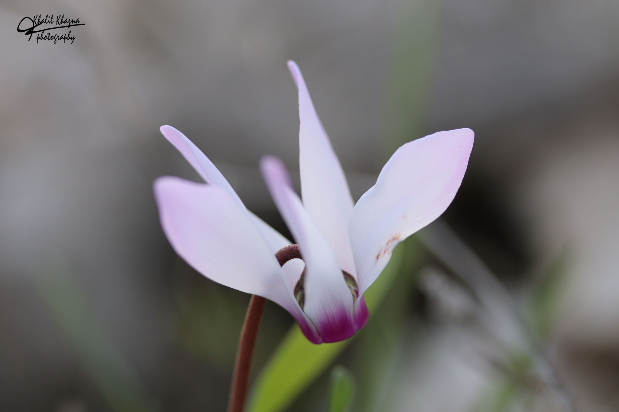 Canon EF-S 60mm F2.8 Macro USM sample photo. Img photography
