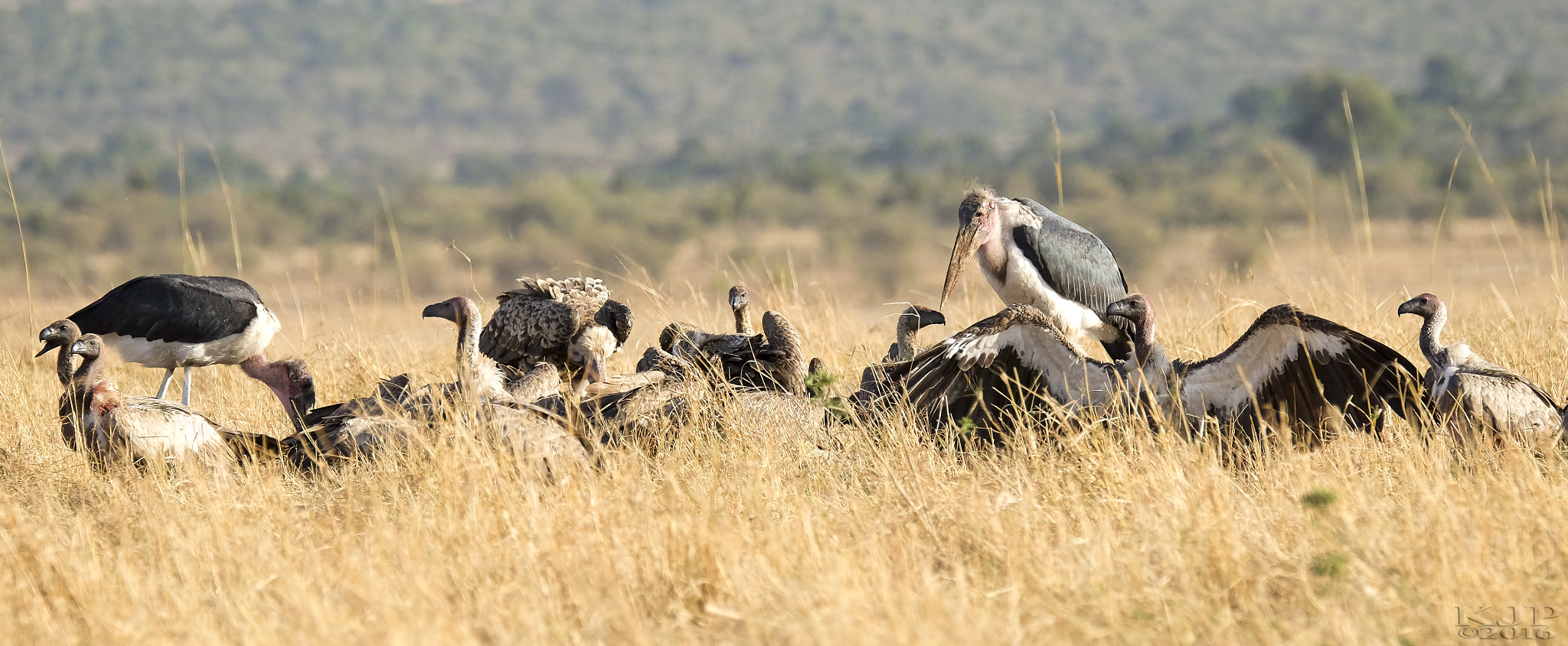 Fujifilm XF 100-400mm F4.5-5.6 R LM OIS WR sample photo. Vulture club photography
