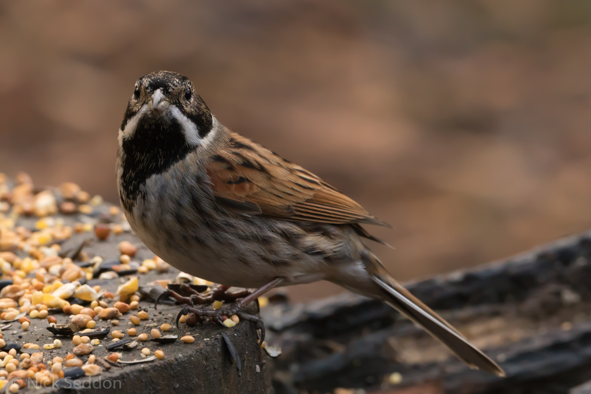 150-600mm F5-6.3 DG OS HSM | Contemporary 015 sample photo. Various birds at pennington flash winter 2016 photography