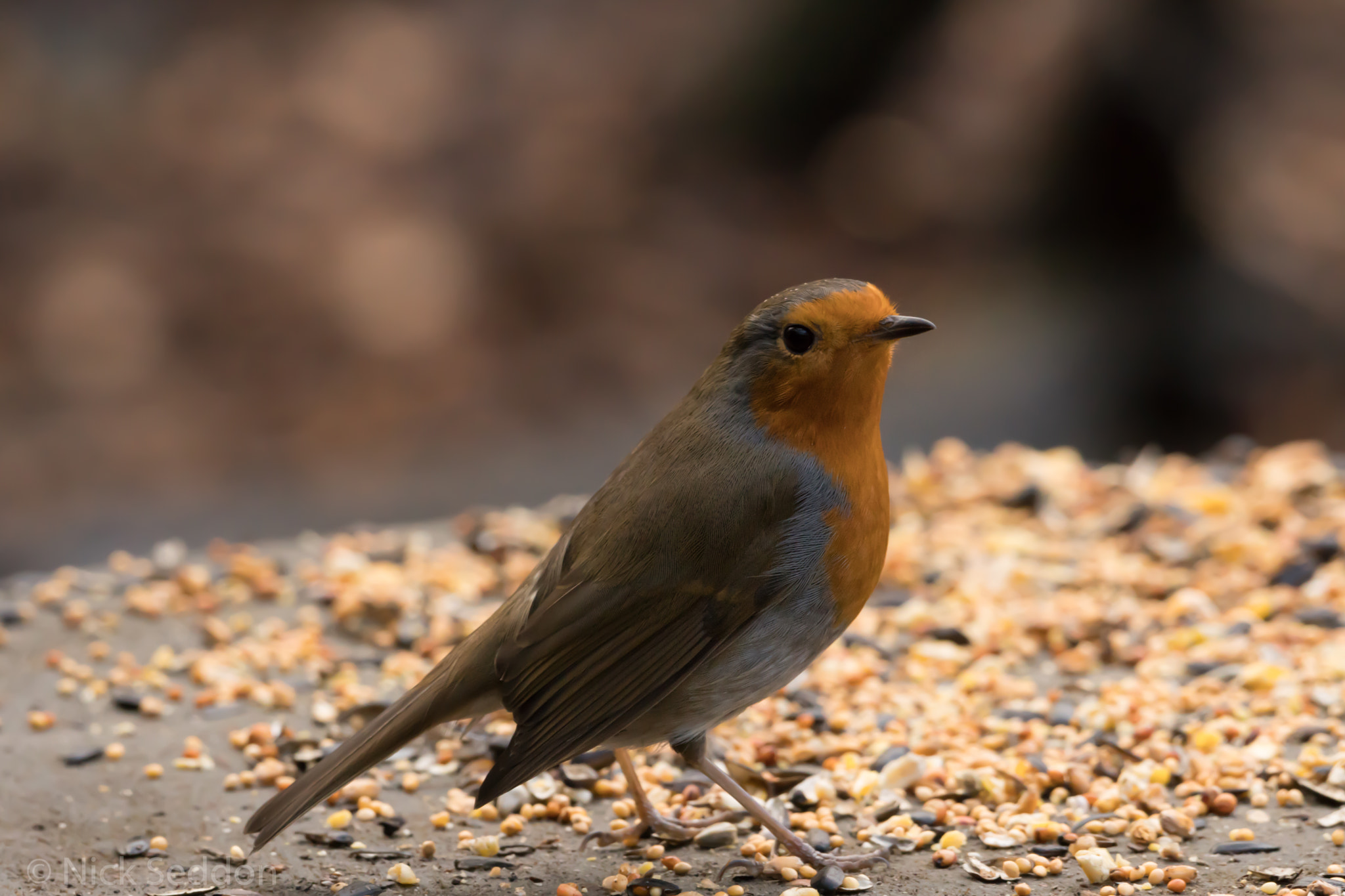 150-600mm F5-6.3 DG OS HSM | Contemporary 015 sample photo. Various birds at pennington flash winter 2016 photography