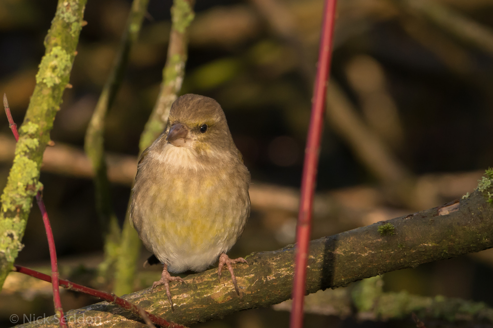 150-600mm F5-6.3 DG OS HSM | Contemporary 015 sample photo. Various birds at pennington flash winter 2016 photography