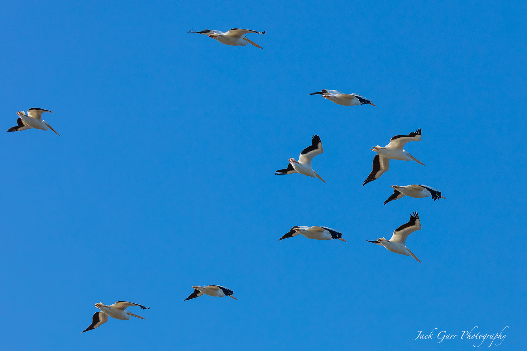 Canon EOS 5DS sample photo. White pelicans in flight formation photography