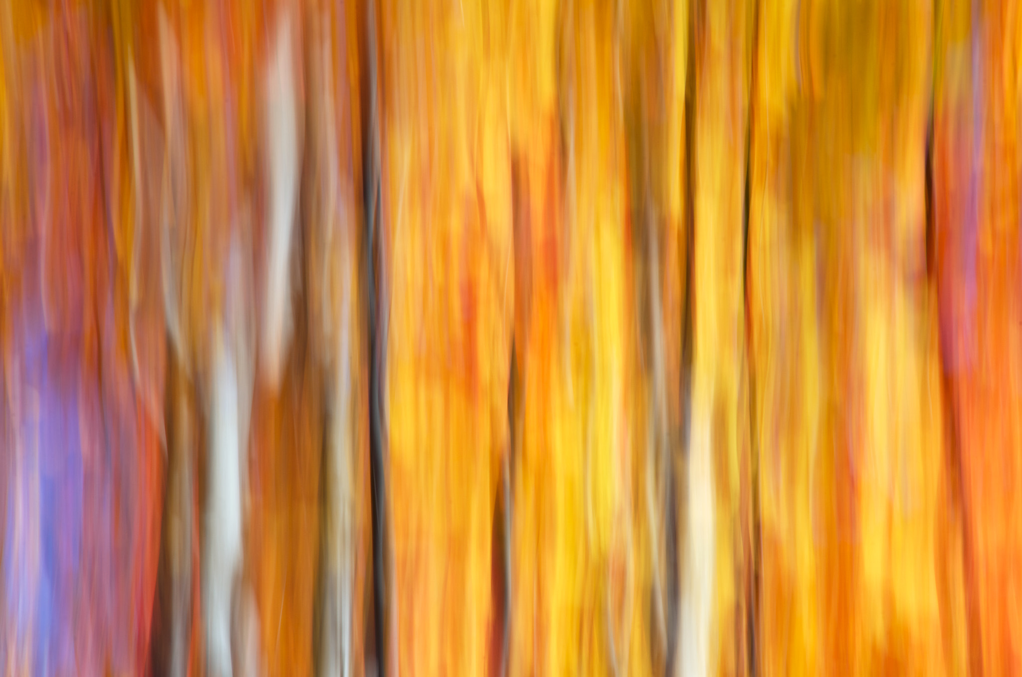 Pentax K-5 II sample photo. Maple and birch trees in fall (2016) photography