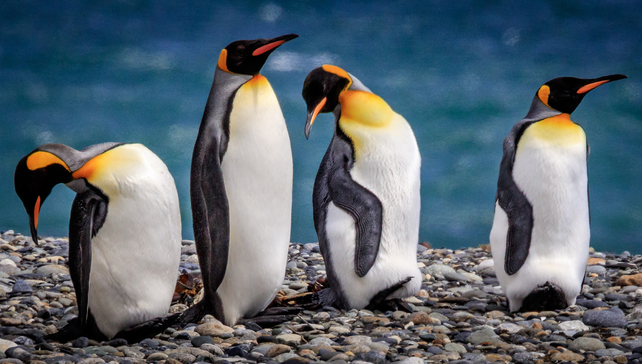 Canon EOS 5DS R sample photo. Penguins of tierra del fuego photography