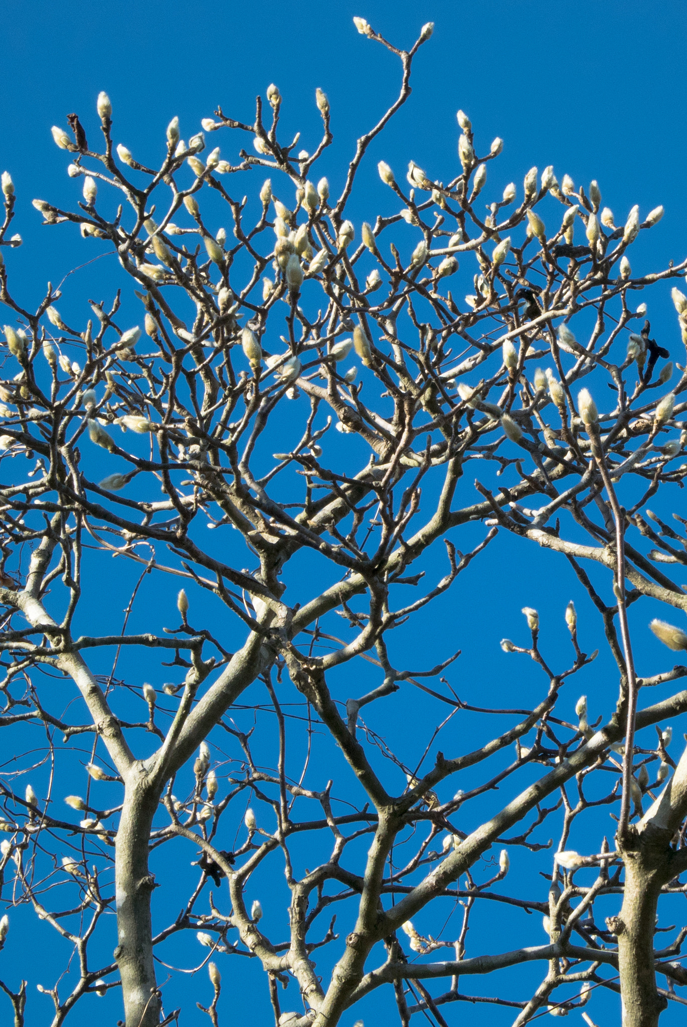 Nikon 1 S2 sample photo. Budding in the blue sky photography