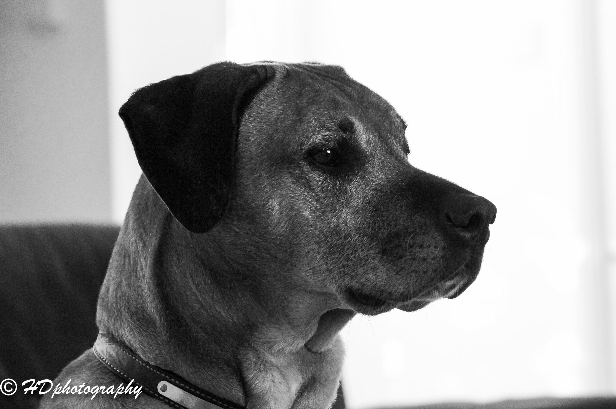 Sony 75-300mm F4.5-5.6 sample photo. A mans best friend photography