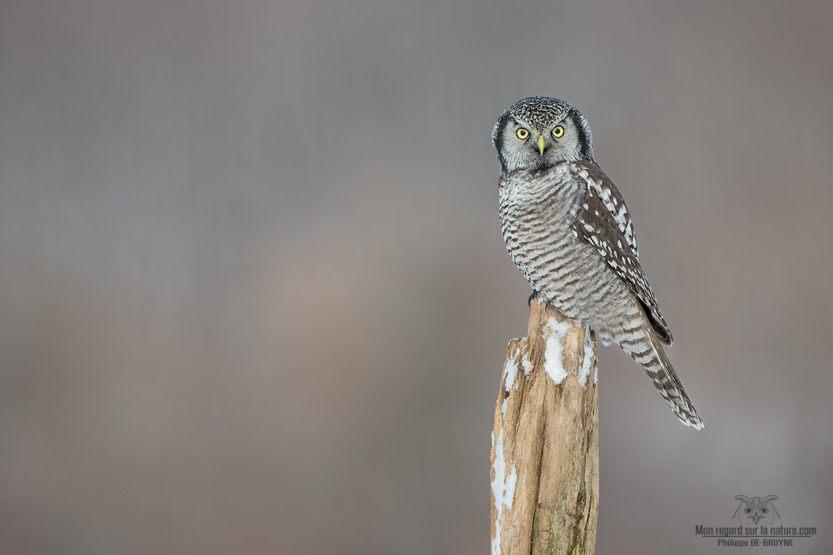 Canon EOS-1D X + Canon EF 500mm F4L IS USM sample photo. Northern hawk-owl !! photography