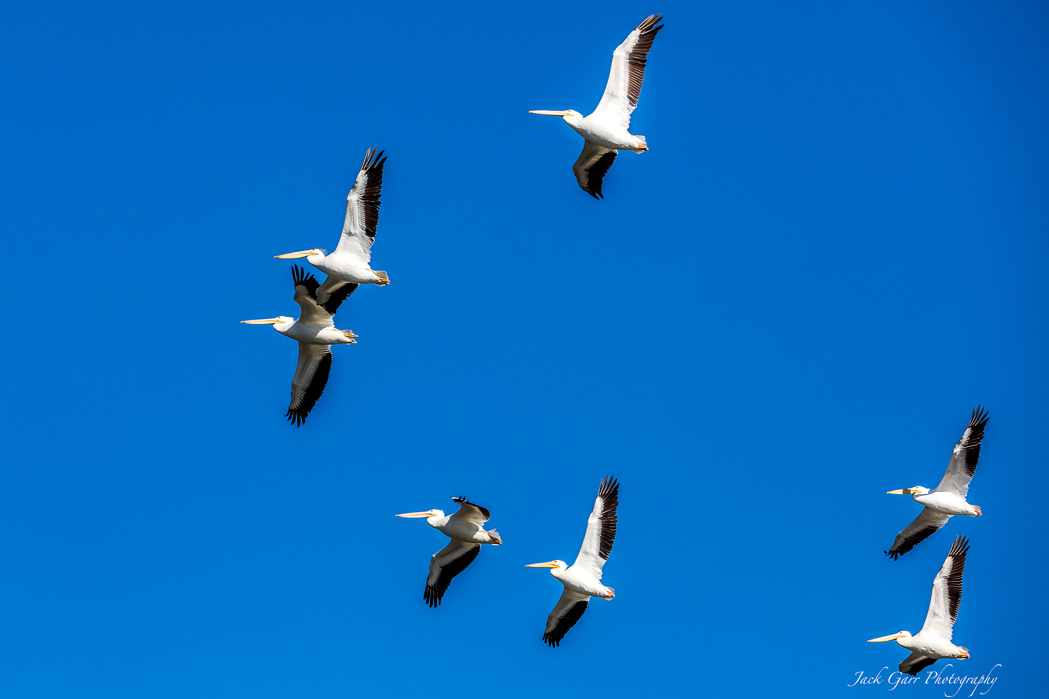 150-600mm F5-6.3 DG OS HSM | Sports 014 sample photo. White pelicans flying overhead photography
