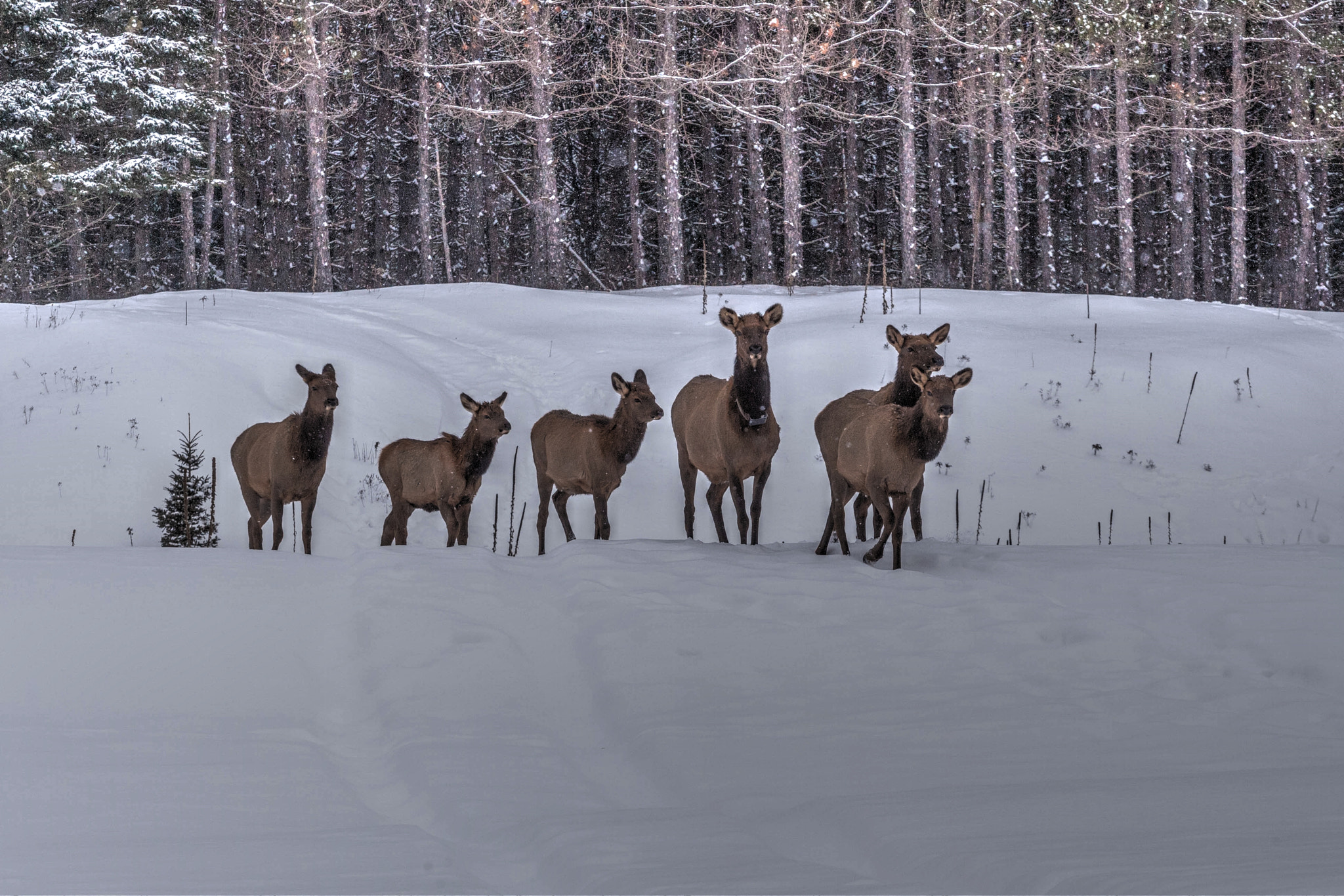 Canon EOS-1D Mark III sample photo. Follow the leader photography