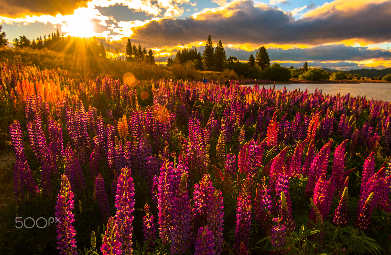 Nikon AF-S Nikkor 16-35mm F4G ED VR sample photo. Lupin flower photography