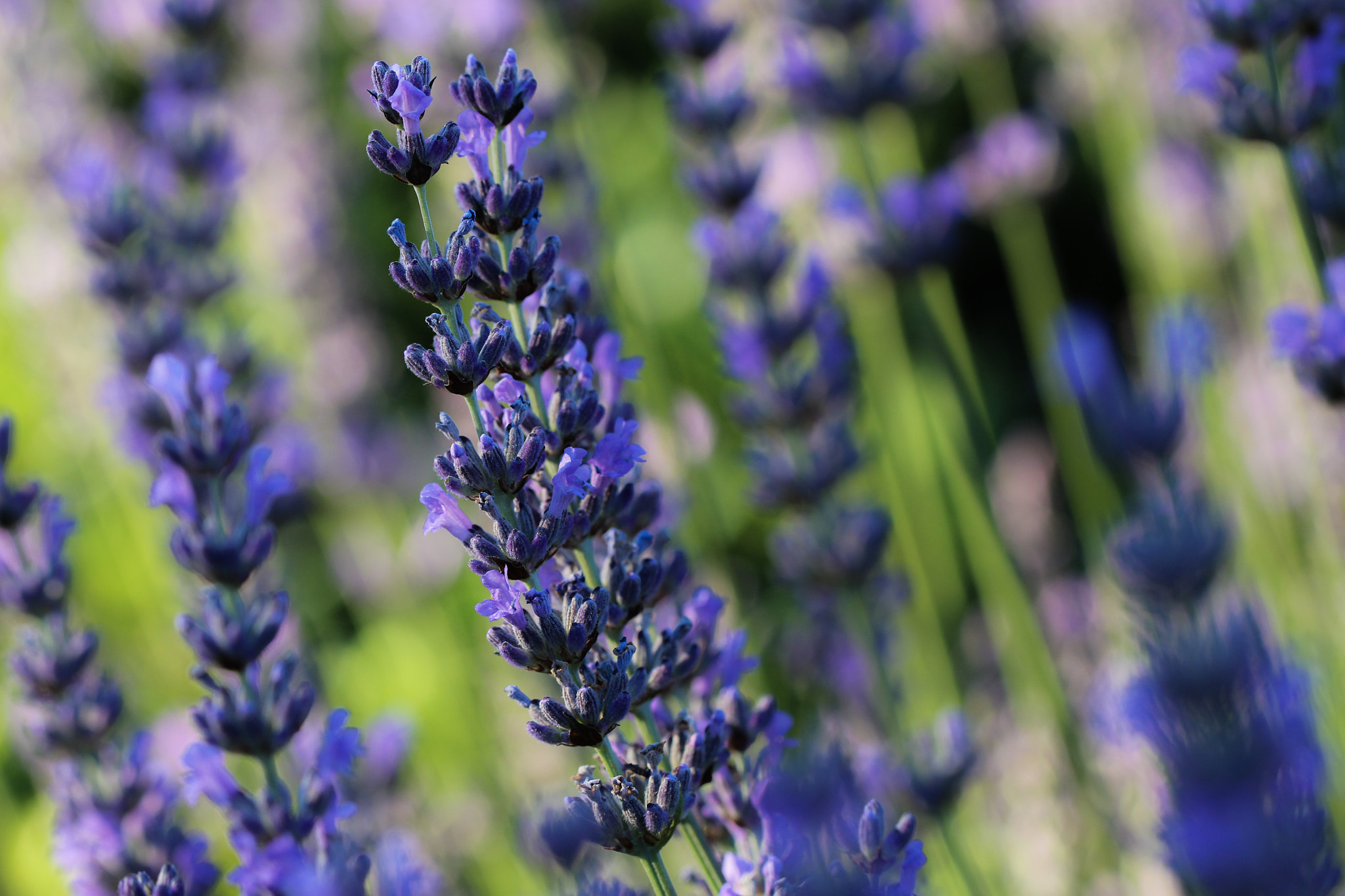 Canon EF 100mm F2.8L Macro IS USM sample photo. Lavender field photography