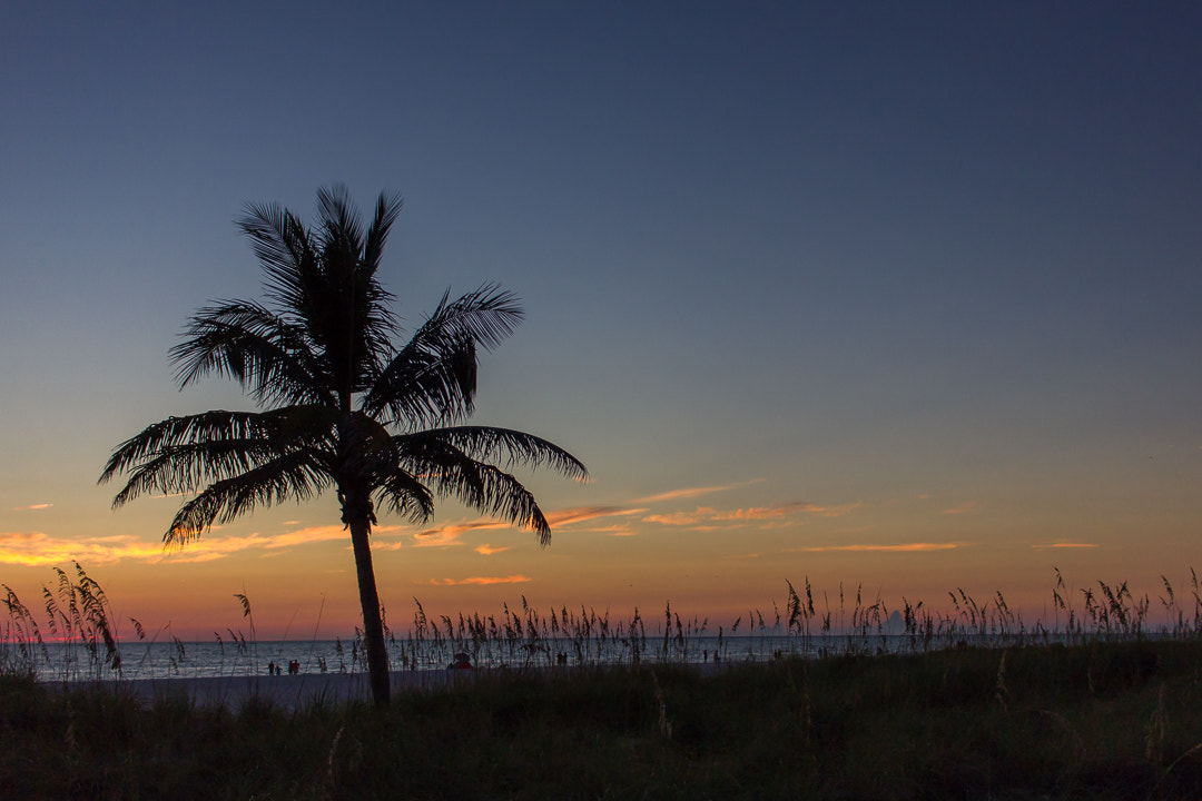Canon EOS 550D (EOS Rebel T2i / EOS Kiss X4) sample photo. St. pete sunset - palm tree photography