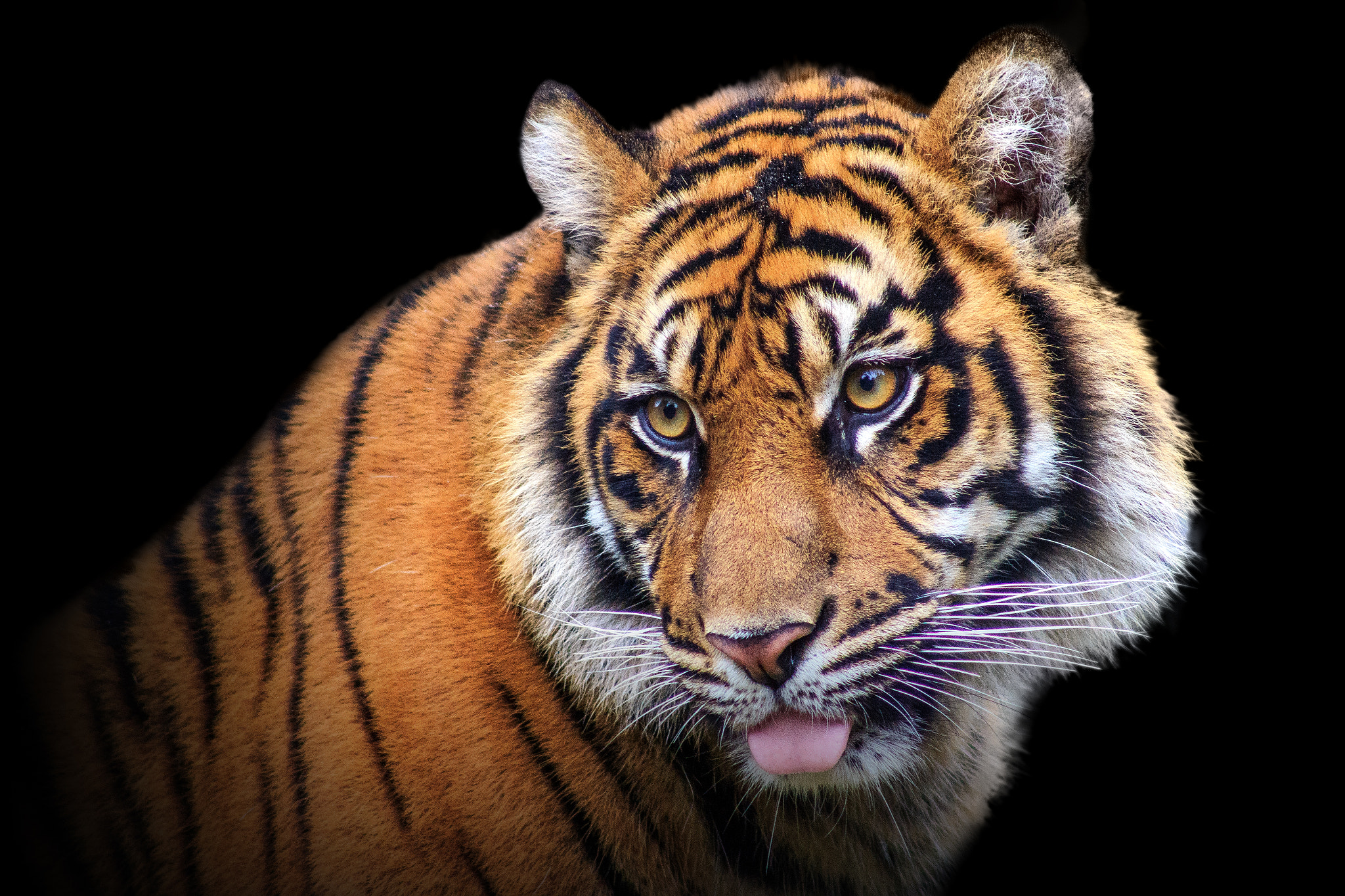 Canon EF 75-300mm f/4-5.6 USM sample photo. Tongue out photography