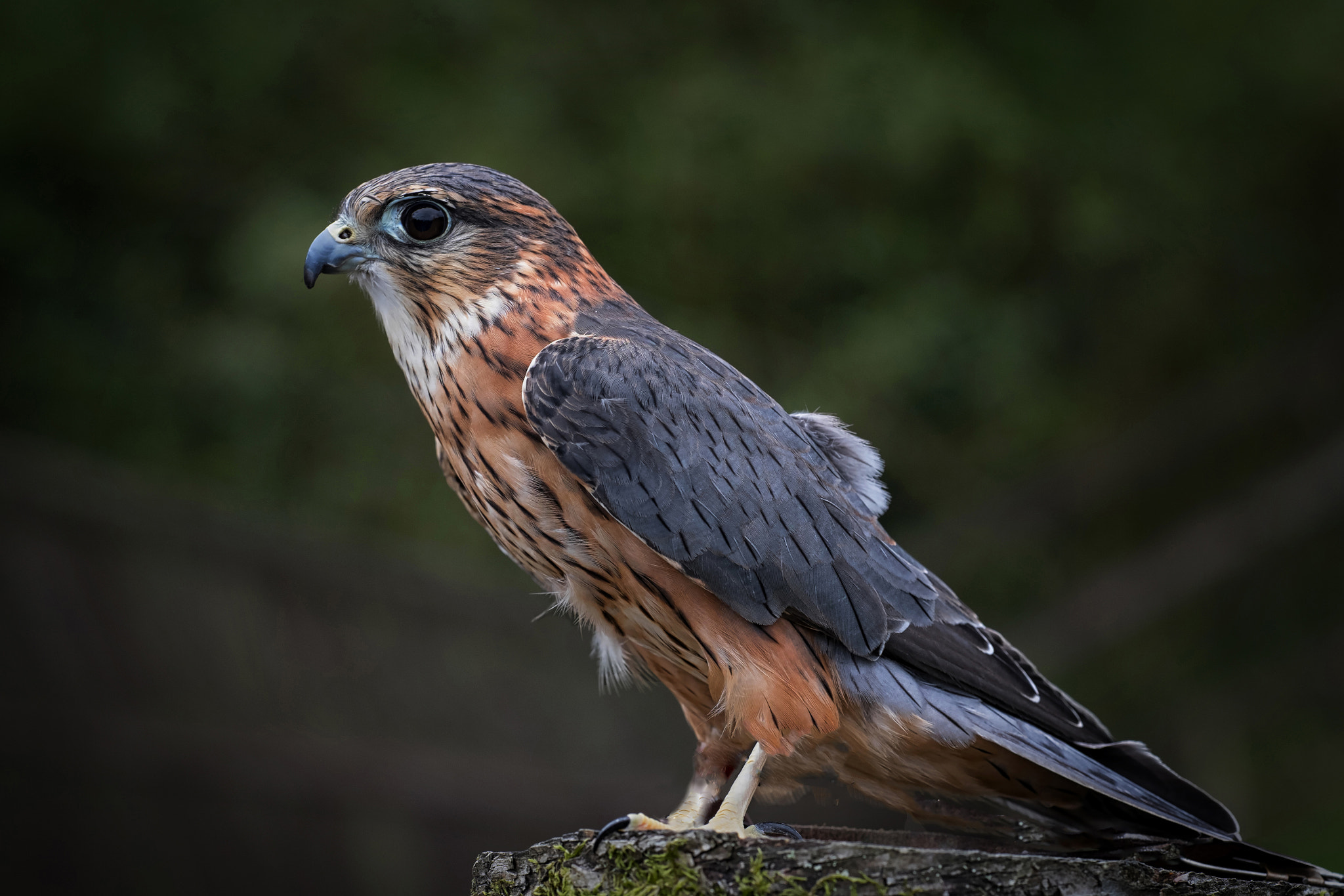 Fujifilm X-T1 + Fujifilm XF 90mm F2 R LM WR sample photo. The kestrel photography