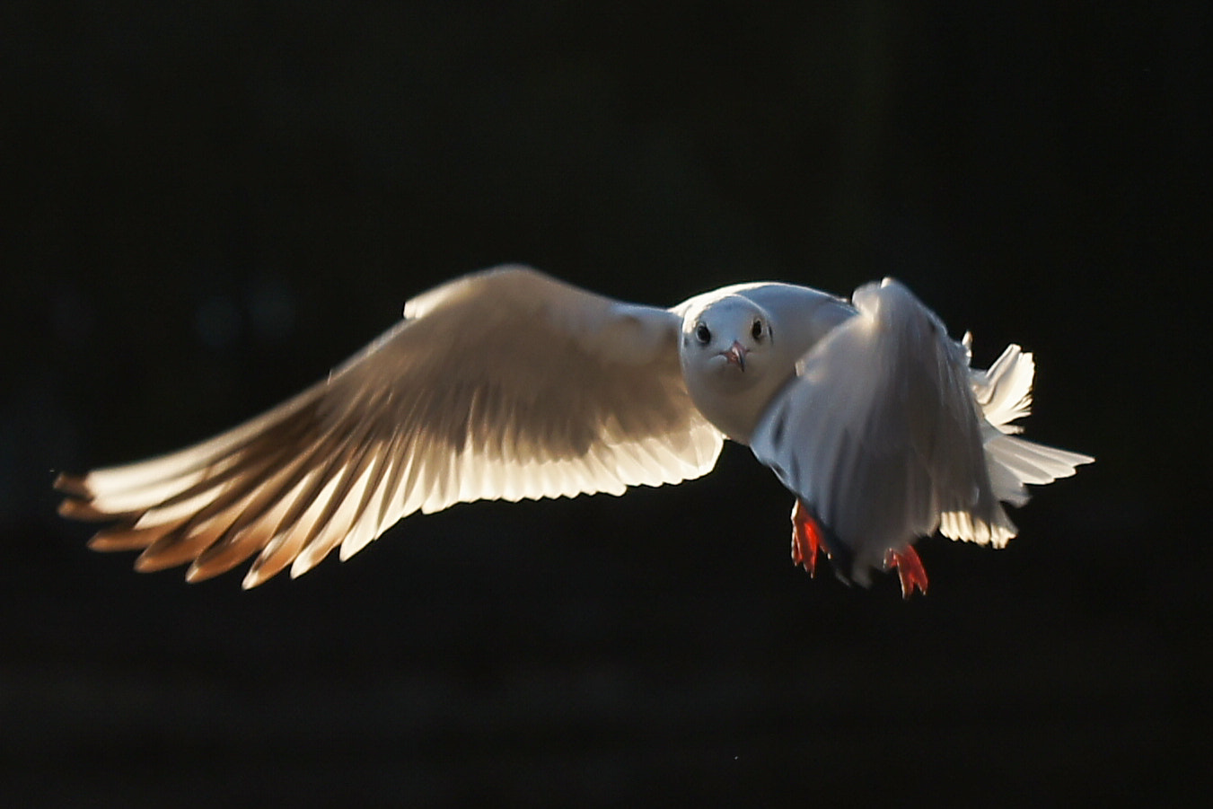 Minolta/Sony AF 70-200mm F2.8 G sample photo