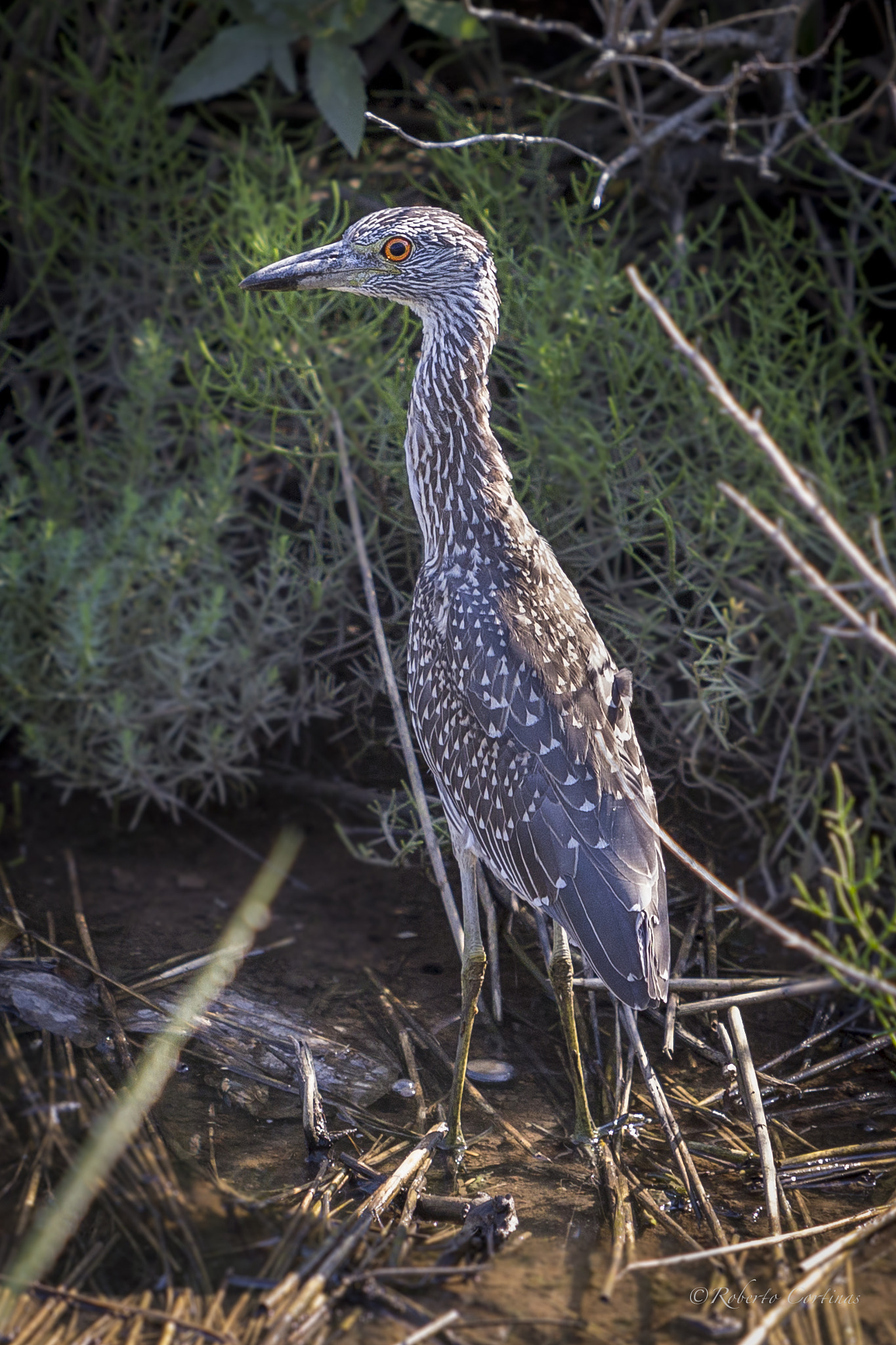 Canon EF 70-200mm F2.8L IS USM sample photo. Juvenile yellow-crowned night heron photography